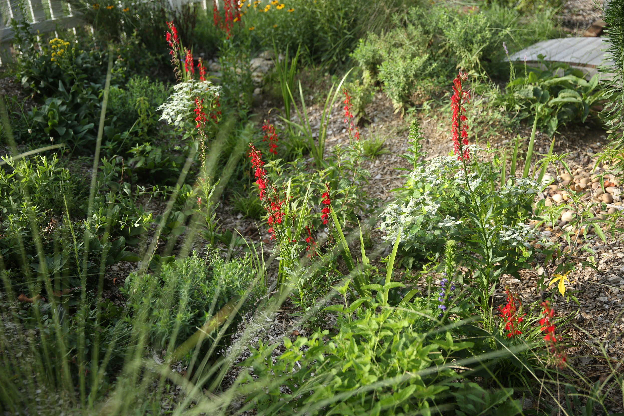 A garden with various green plants, red and white flowers, and a gravel path.