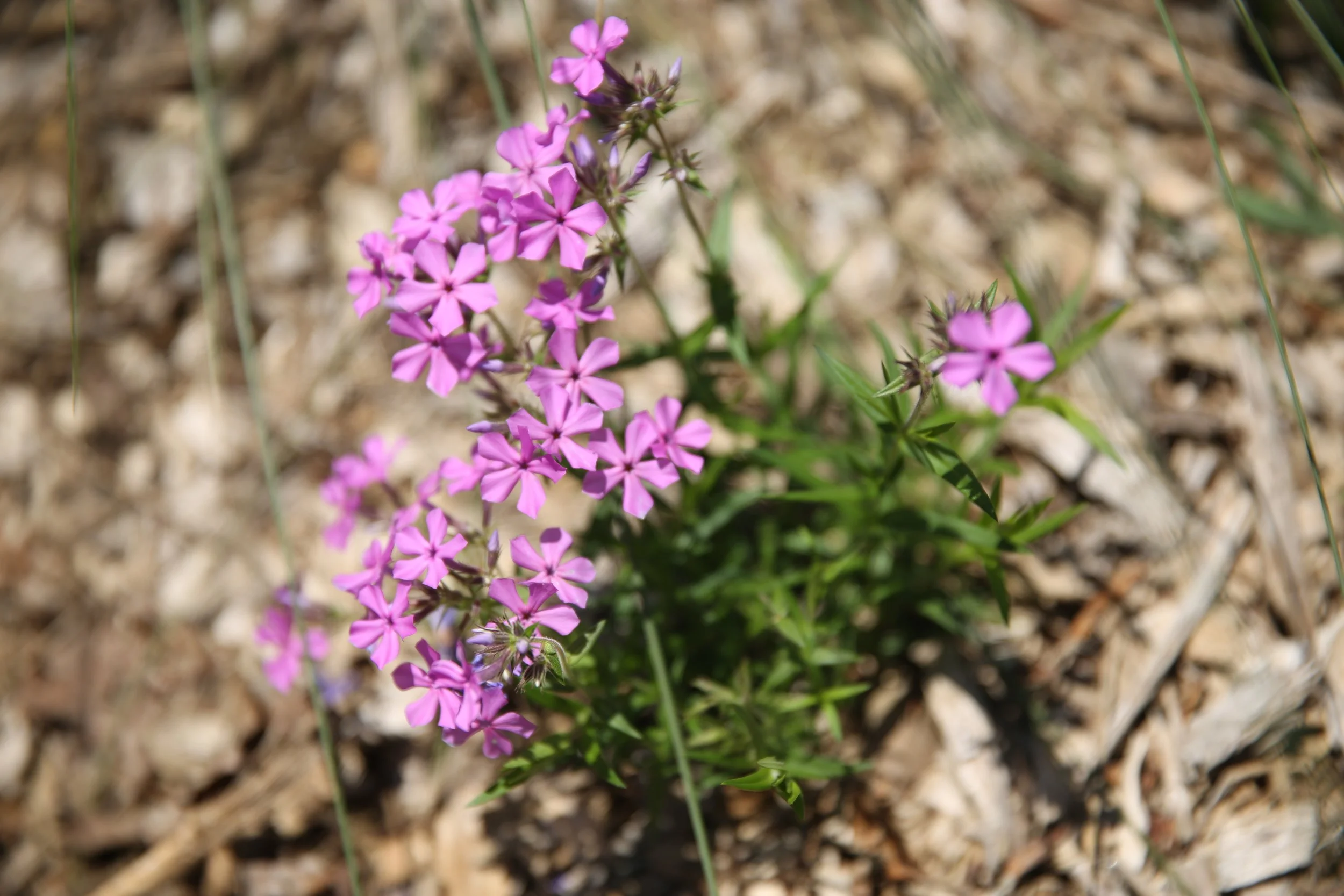 Pink flowers with five petals each, growing among dry soil and grass.