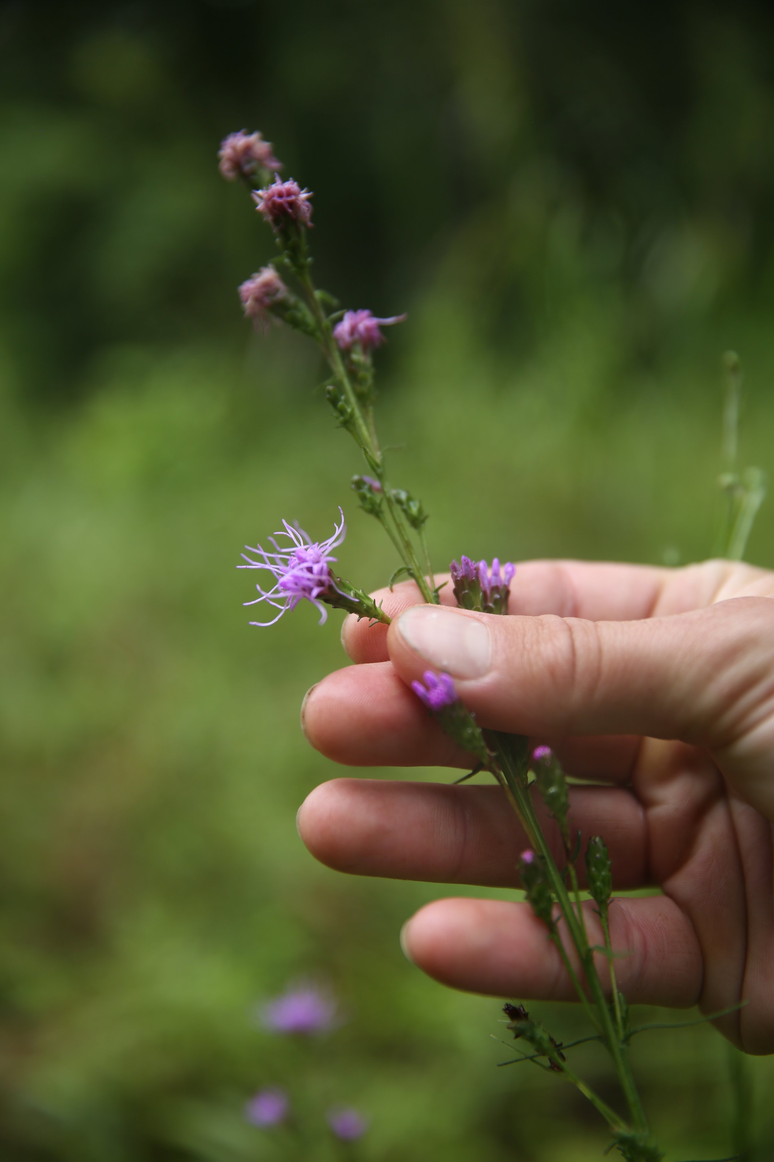 Close-up of a hand holding a purple flowering plant with a blurred green background.