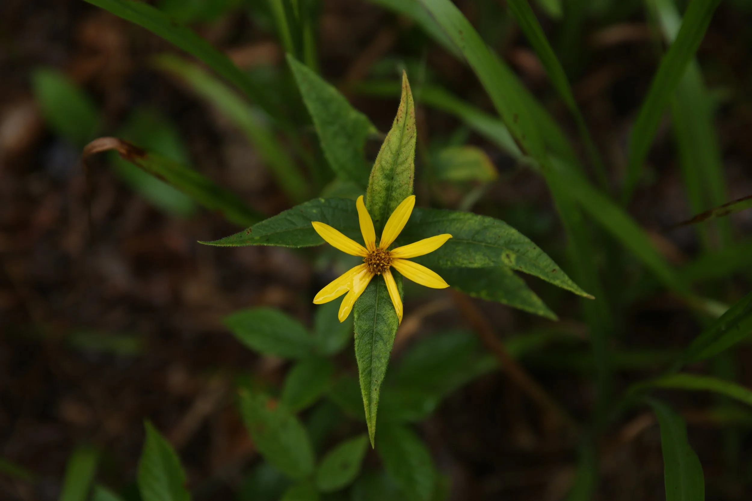 A small yellow flower with narrow petals on a green plant with elongated leaves, situated in a natural environment.