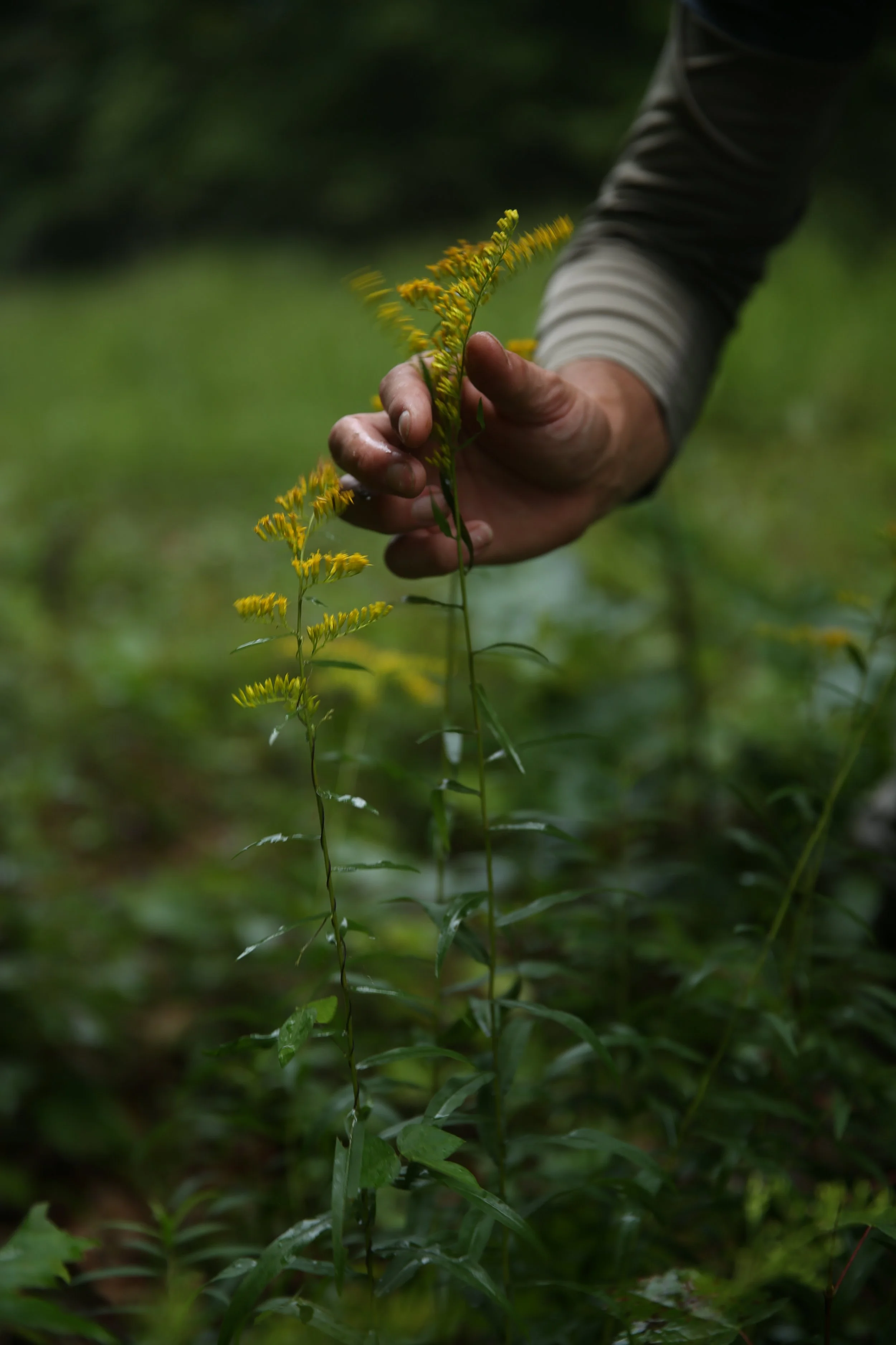 A person with a striped long sleeve shirt holding a yellow flowering plant in a lush green outdoor setting.