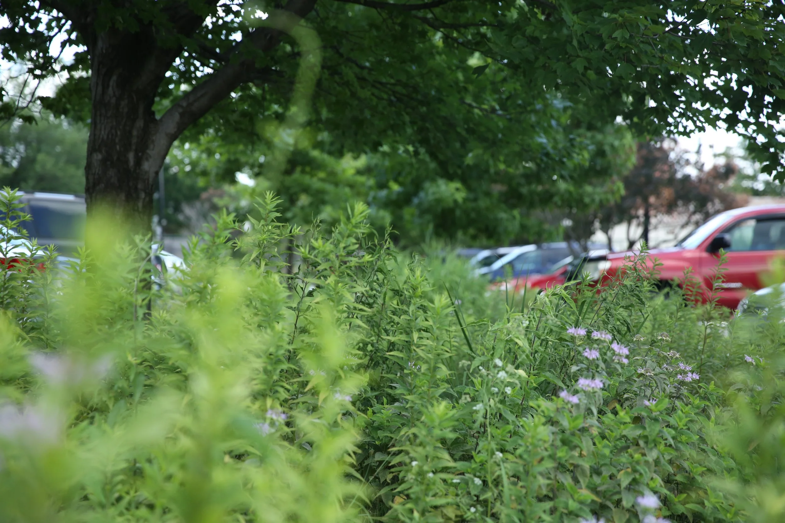 A lush green park with trees, shrubs, and purple flowers. Parked cars are visible in the background.