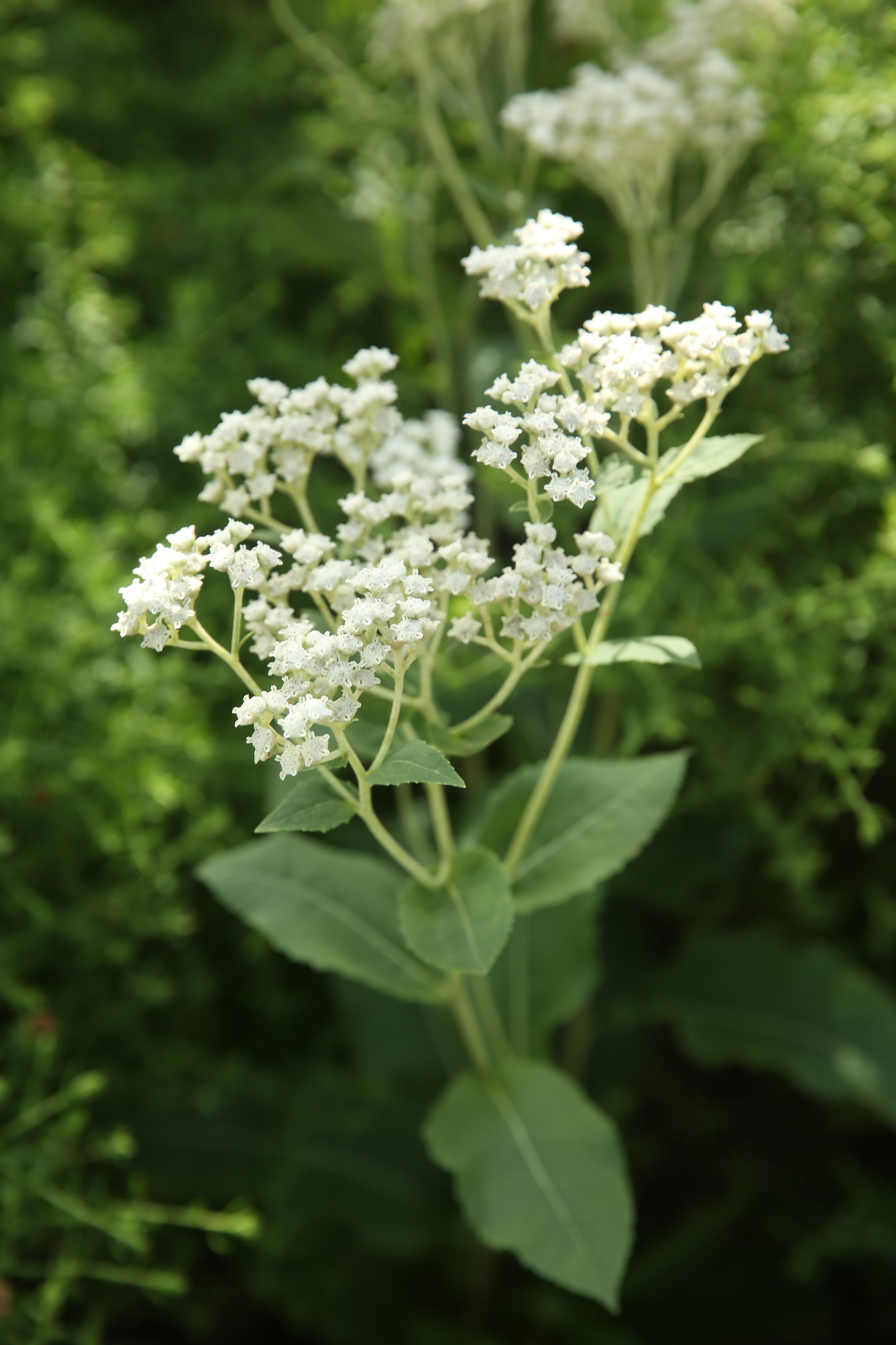 White flower cluster on a green plant with large leaves, set against a background of blurred greenery.