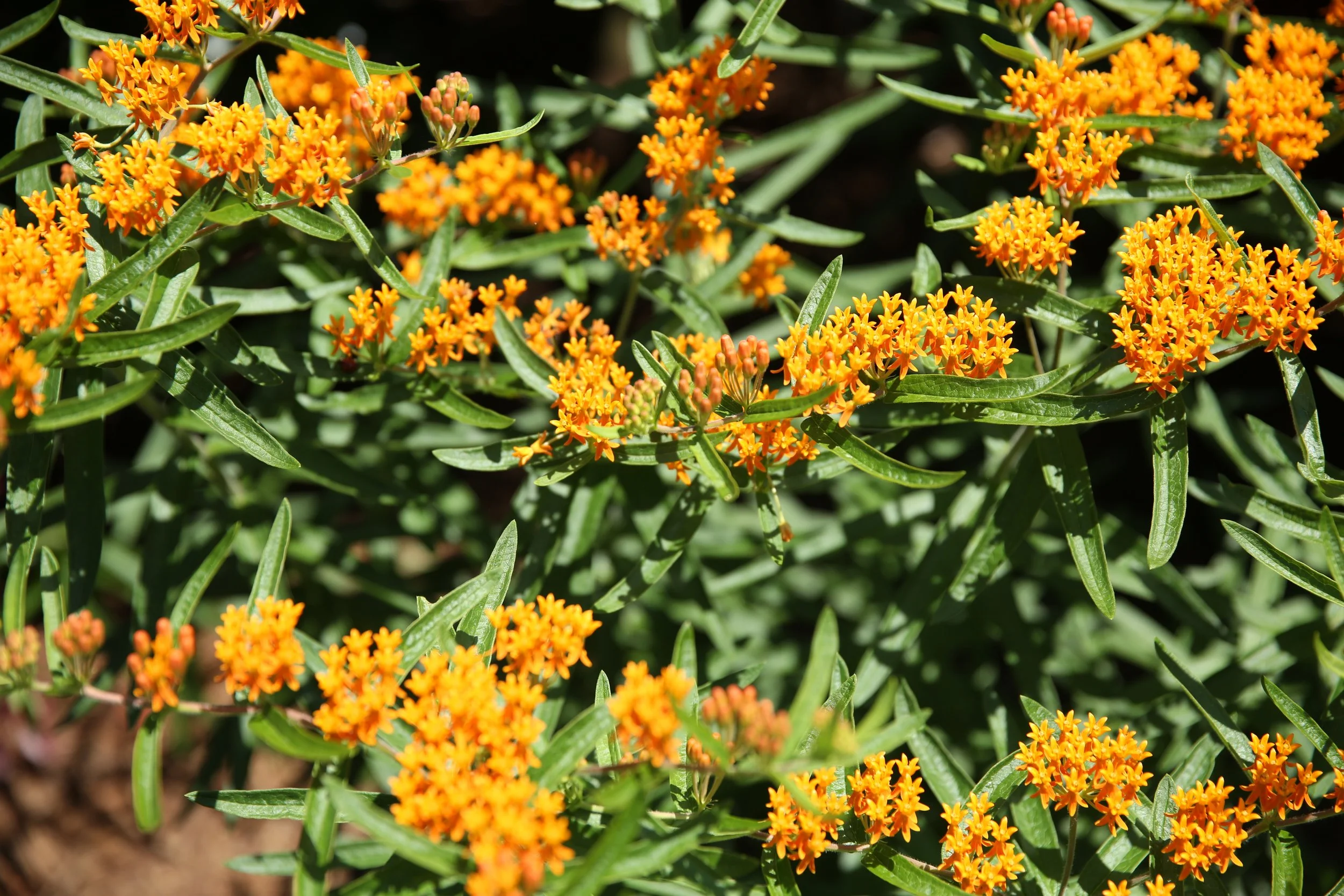 Yellow-orange flowers with narrow green leaves in a garden bed.