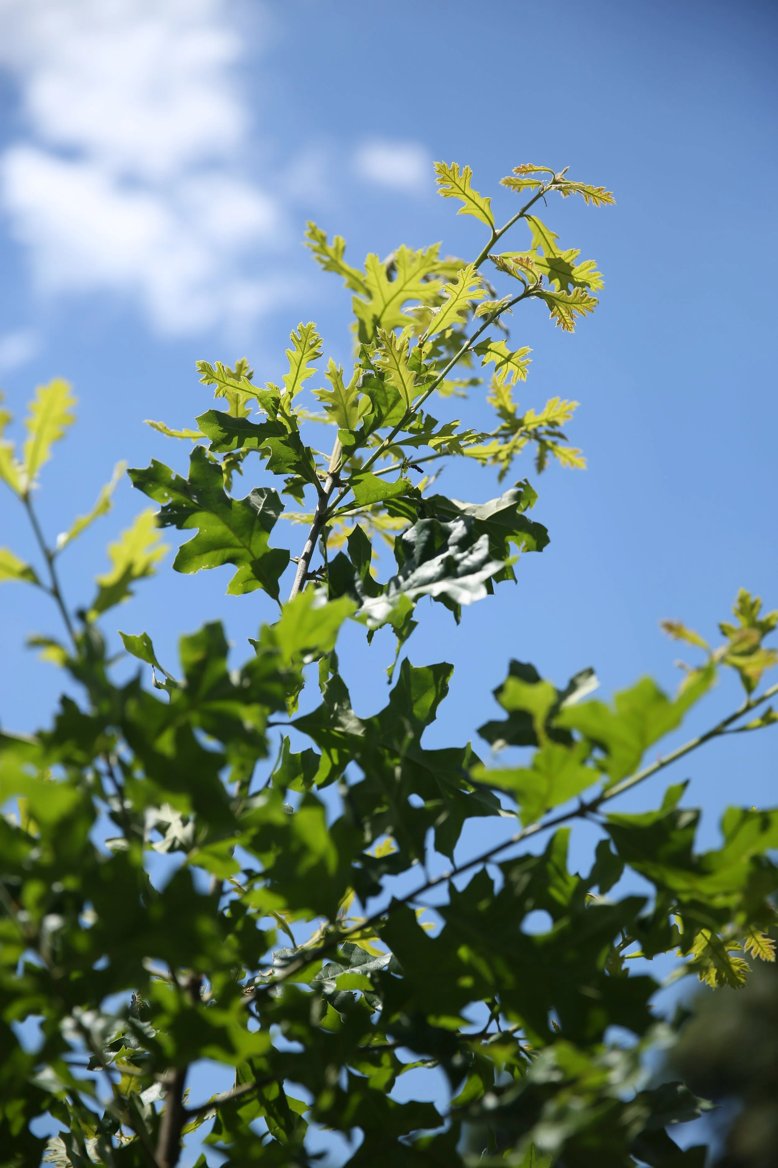 Green oak tree leaves against a blue sky with some white clouds.