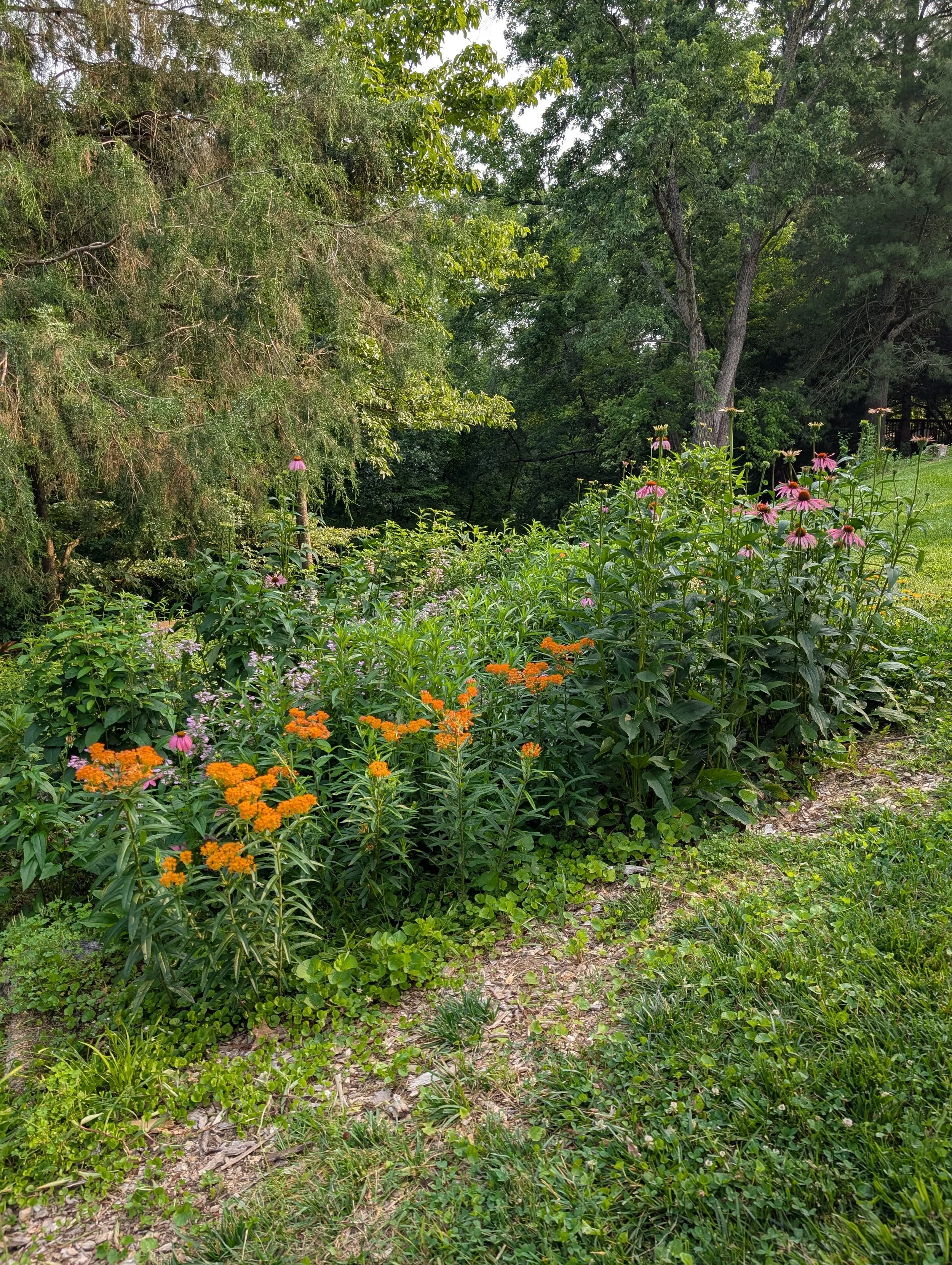 A natural garden scene with various flowers, green foliage, and trees, along a dirt path or garden bed.