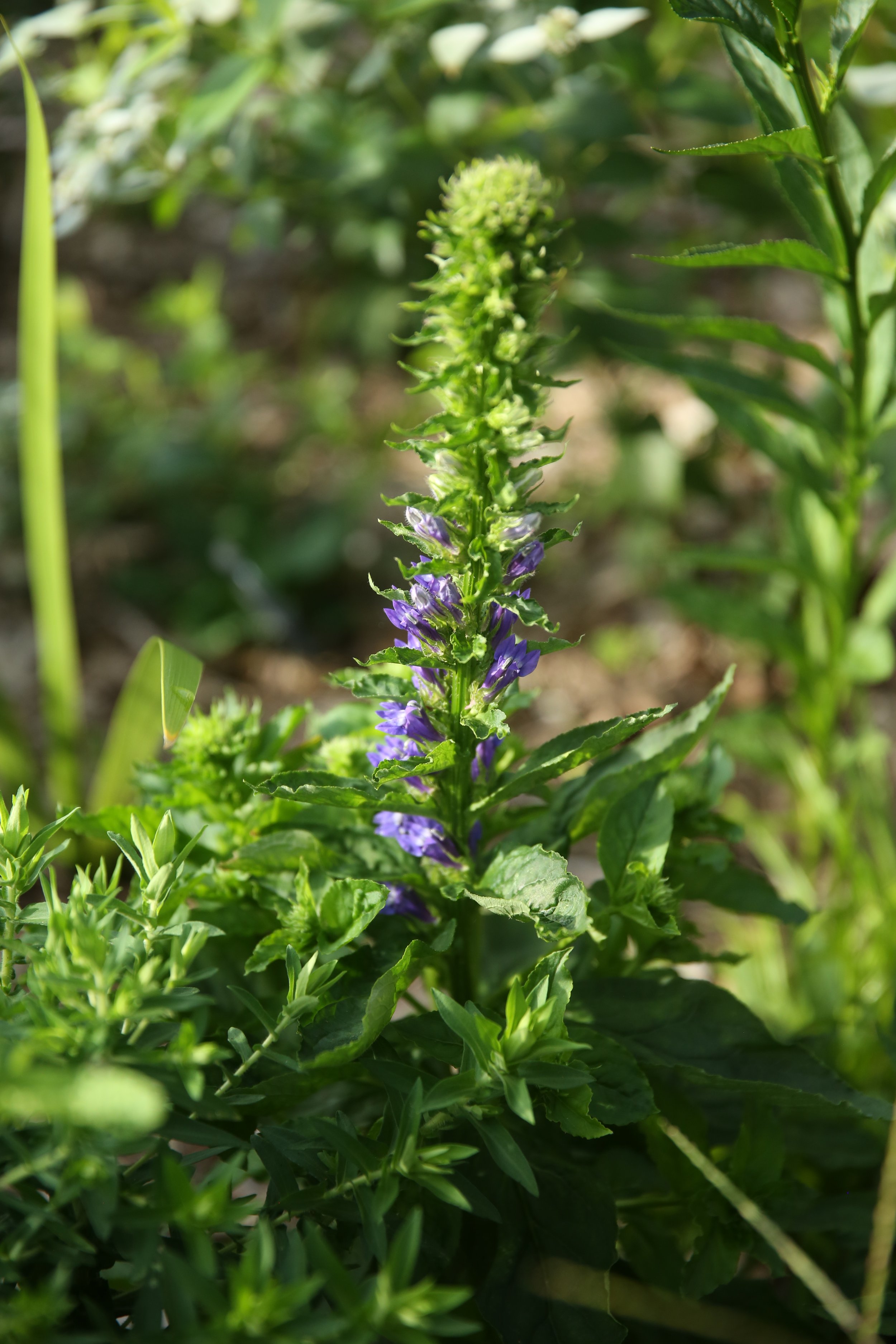 A tall plant with purple flowers blooming along its stalk, surrounded by green leaves in a garden.