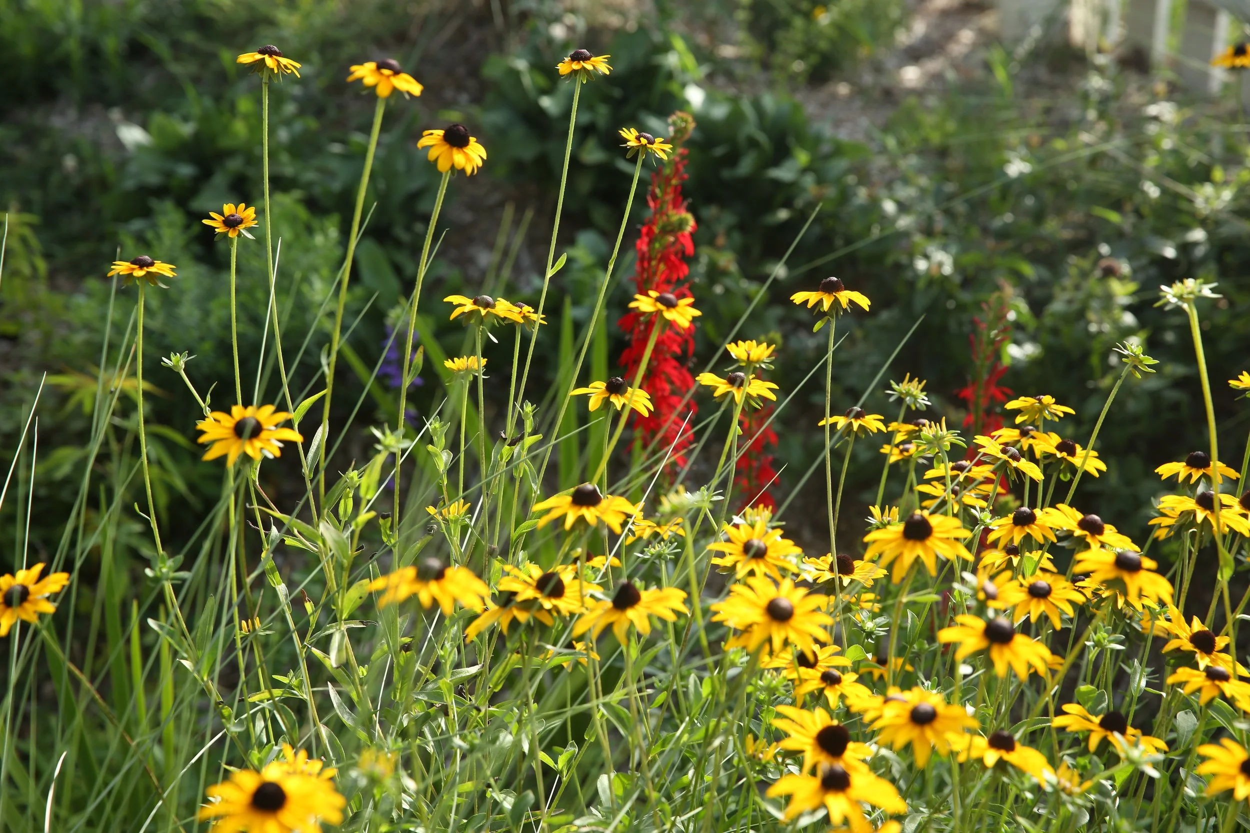 Yellow and dark brown flowers growing in a garden with green foliage visible in the background.