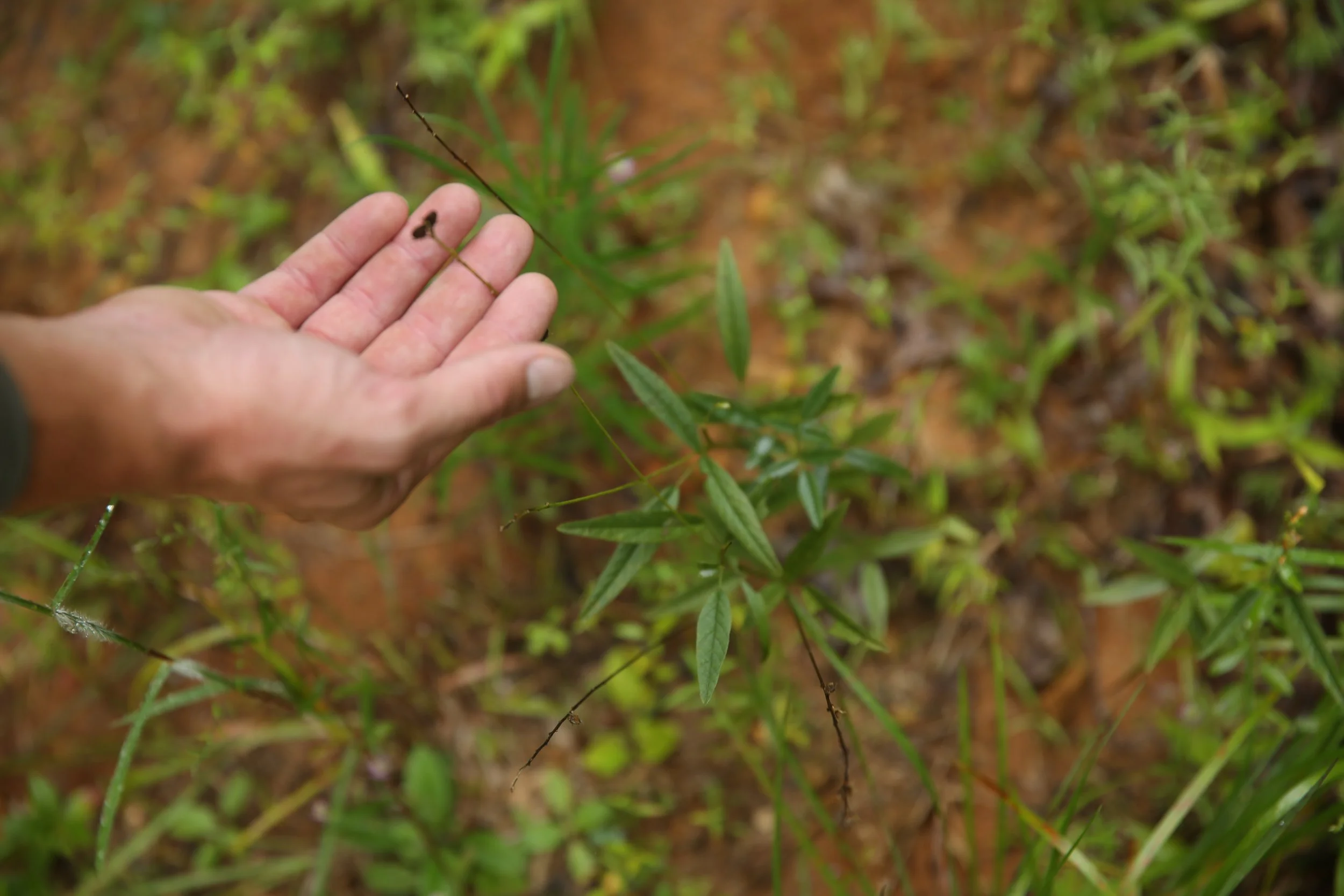 Person holding a thin stick or twig in a grassy outdoor area.