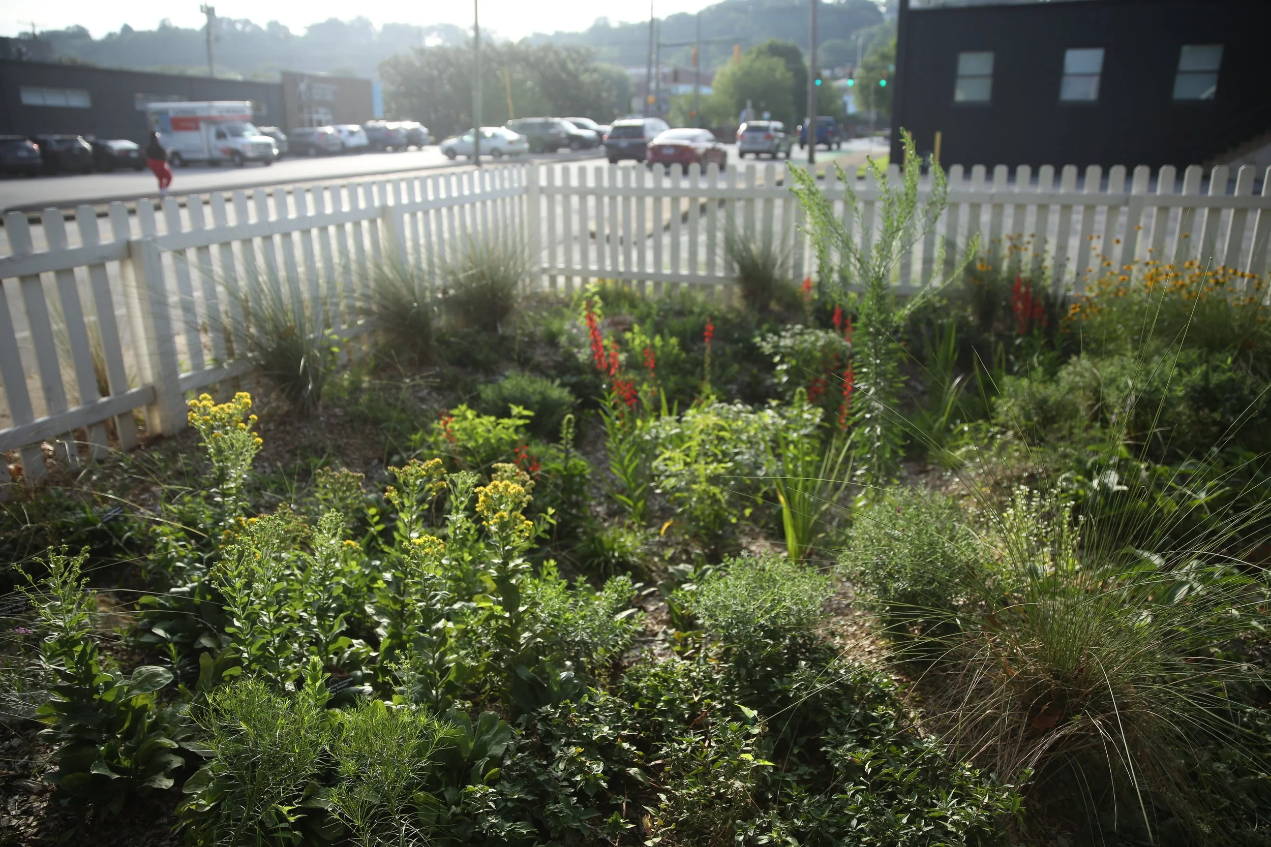 A small garden with various green plants and flowers, enclosed by a white picket fence, with a busy street and parking lot with cars and a person walking in the background.