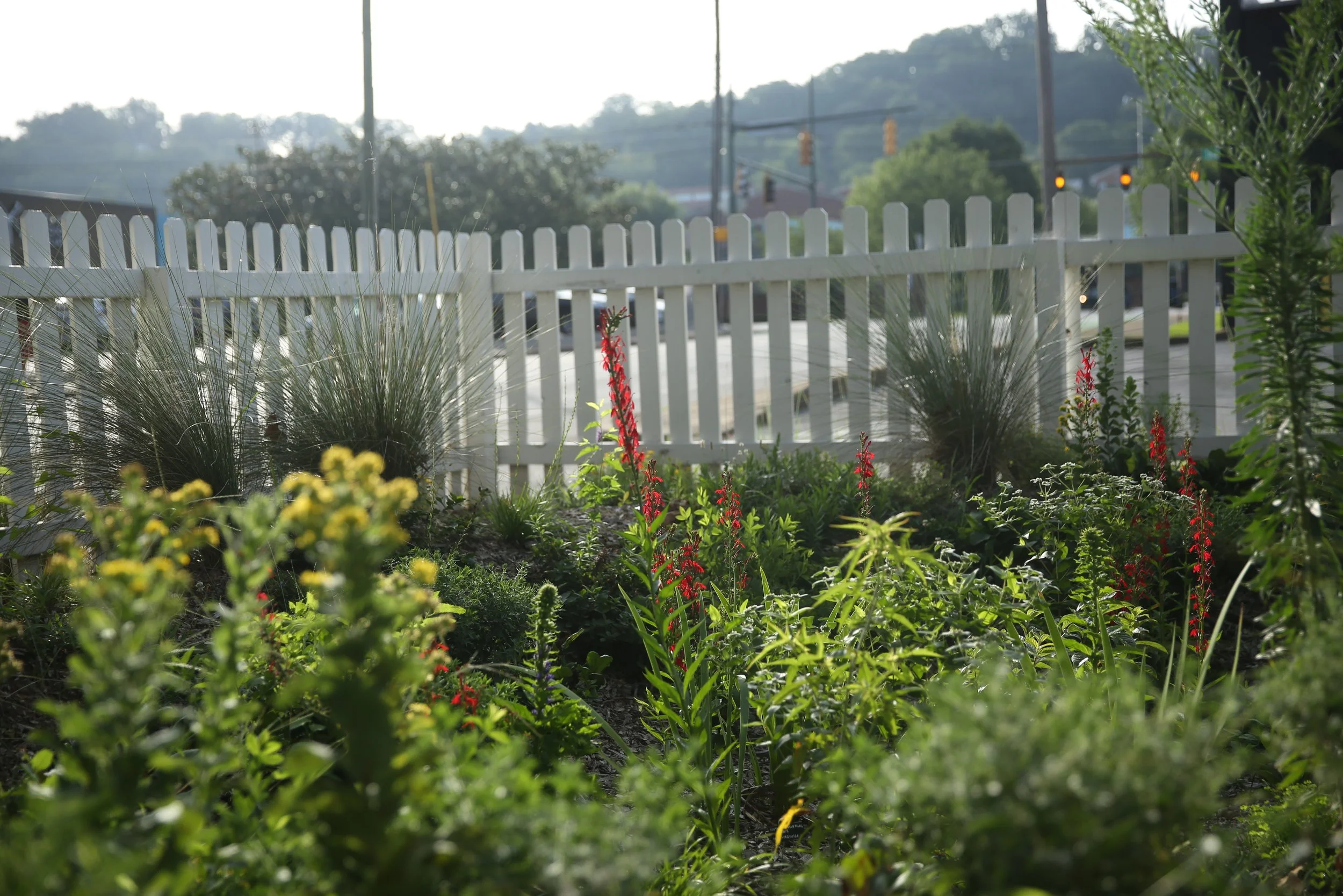 A garden with various green plants and flowers behind a white picket fence, with traffic lights and a hill in the background.