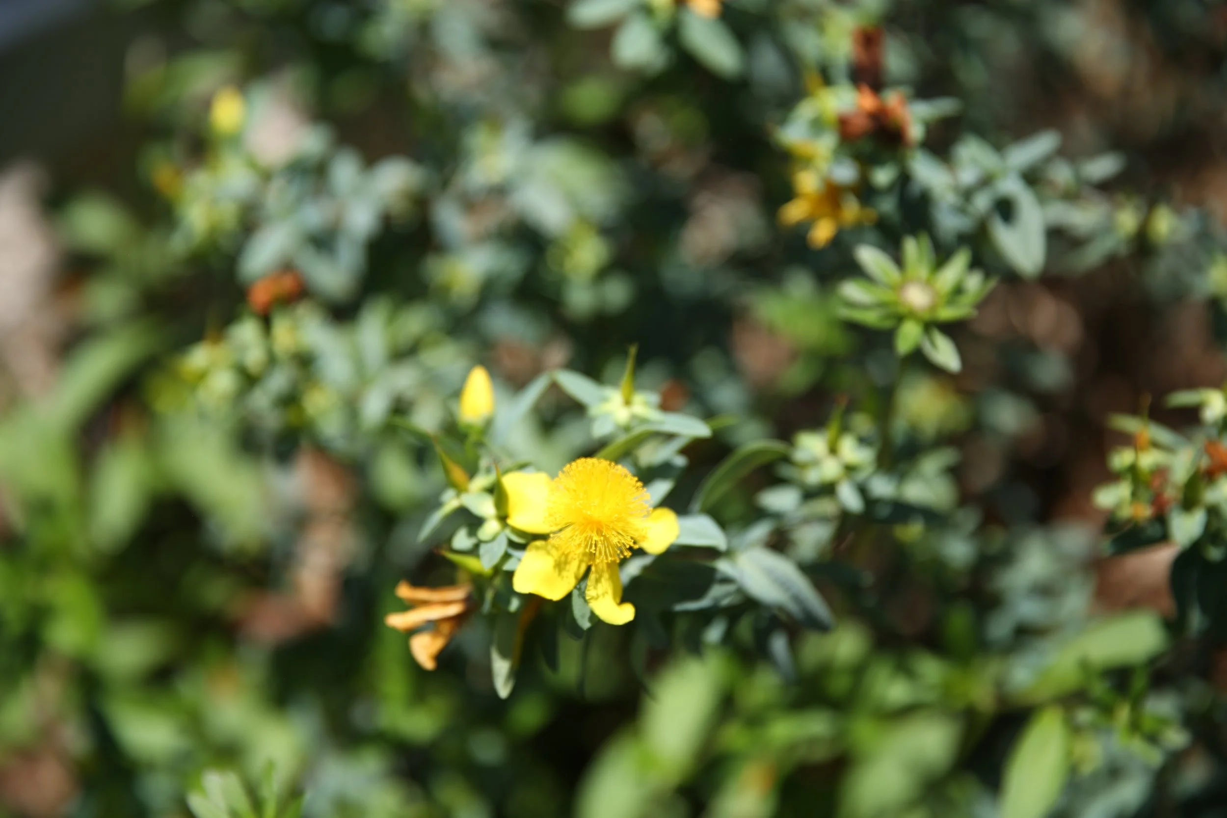 Close-up of a yellow flower with green foliage in the background.