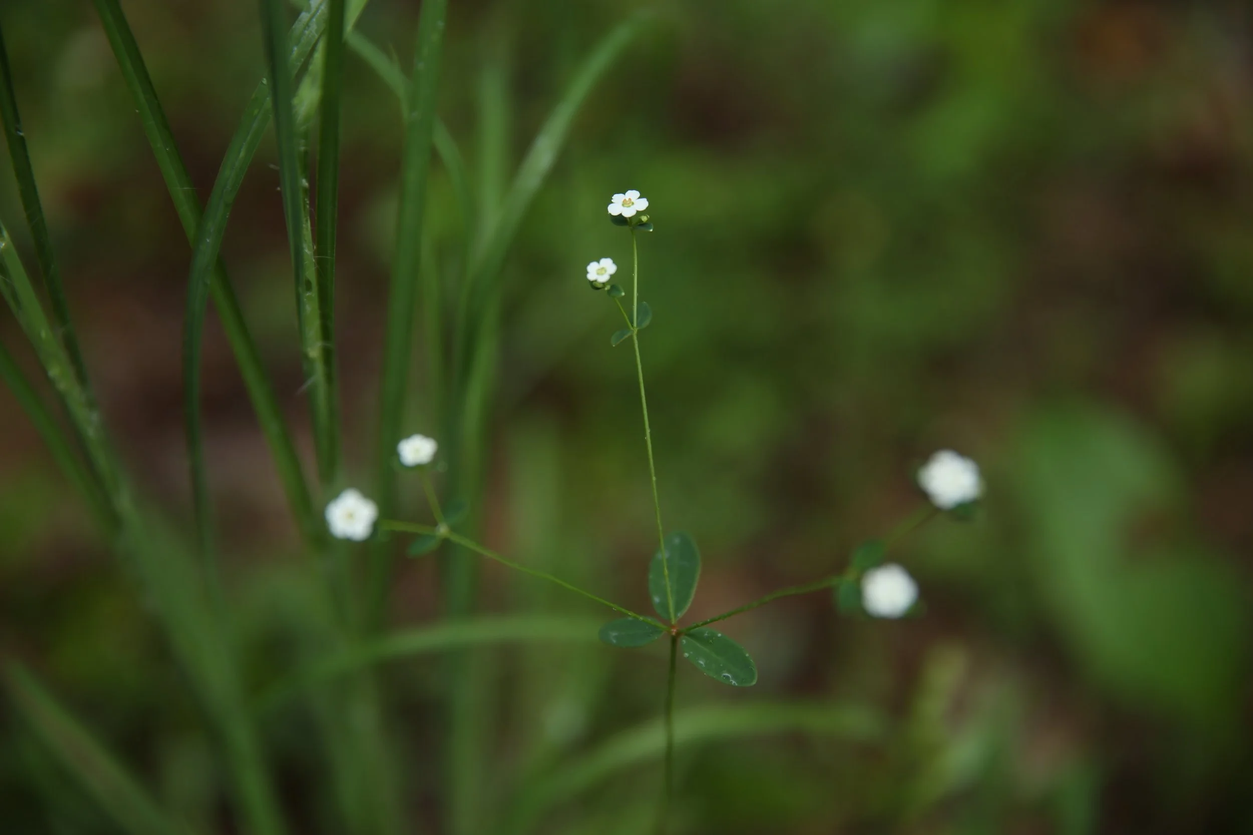Close-up of small white flowers with five petals on a tall, thin green stem among green grass.