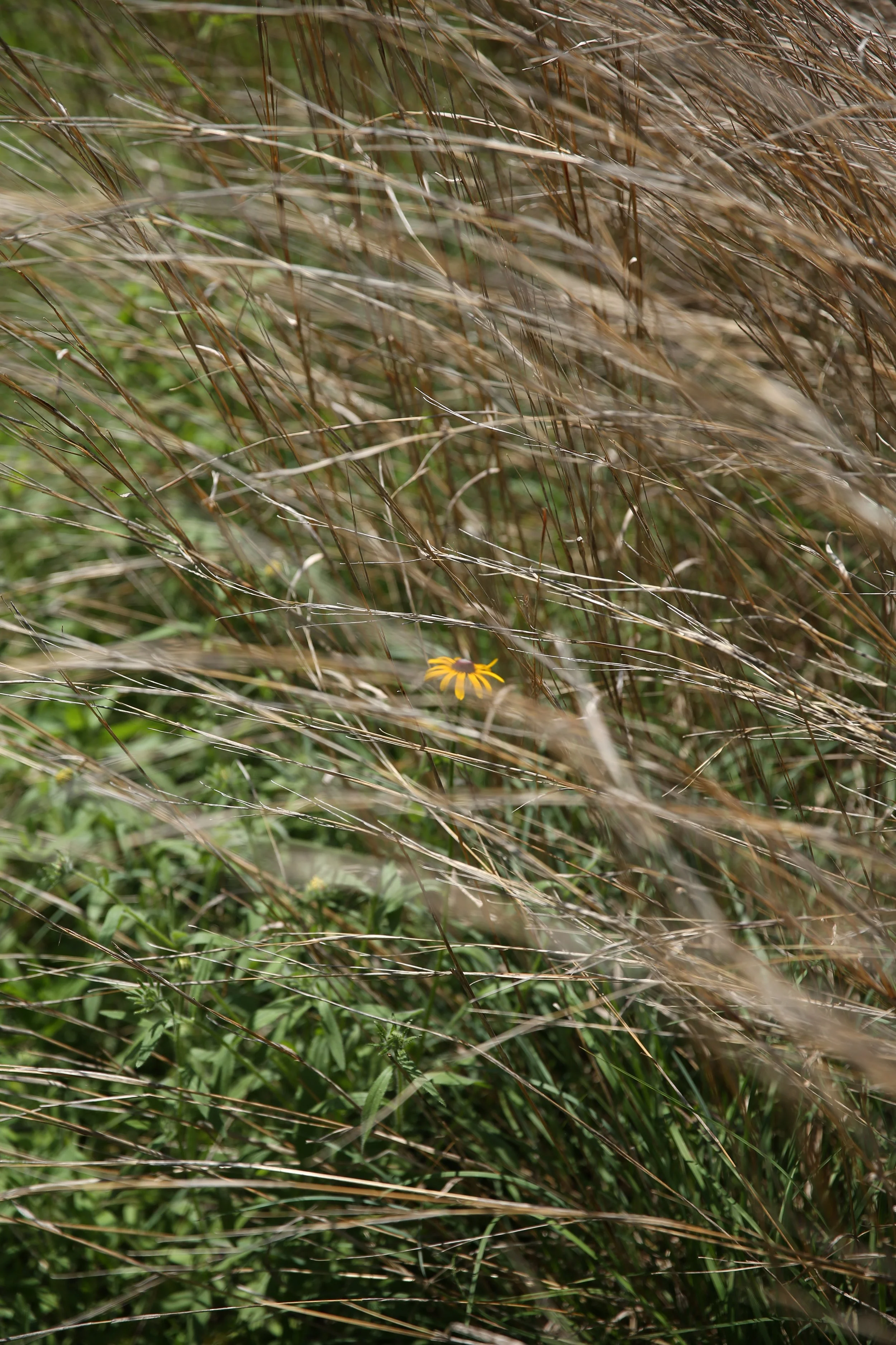 Close-up of wild grasses and plants with a yellow flower visible near the bottom of the image.