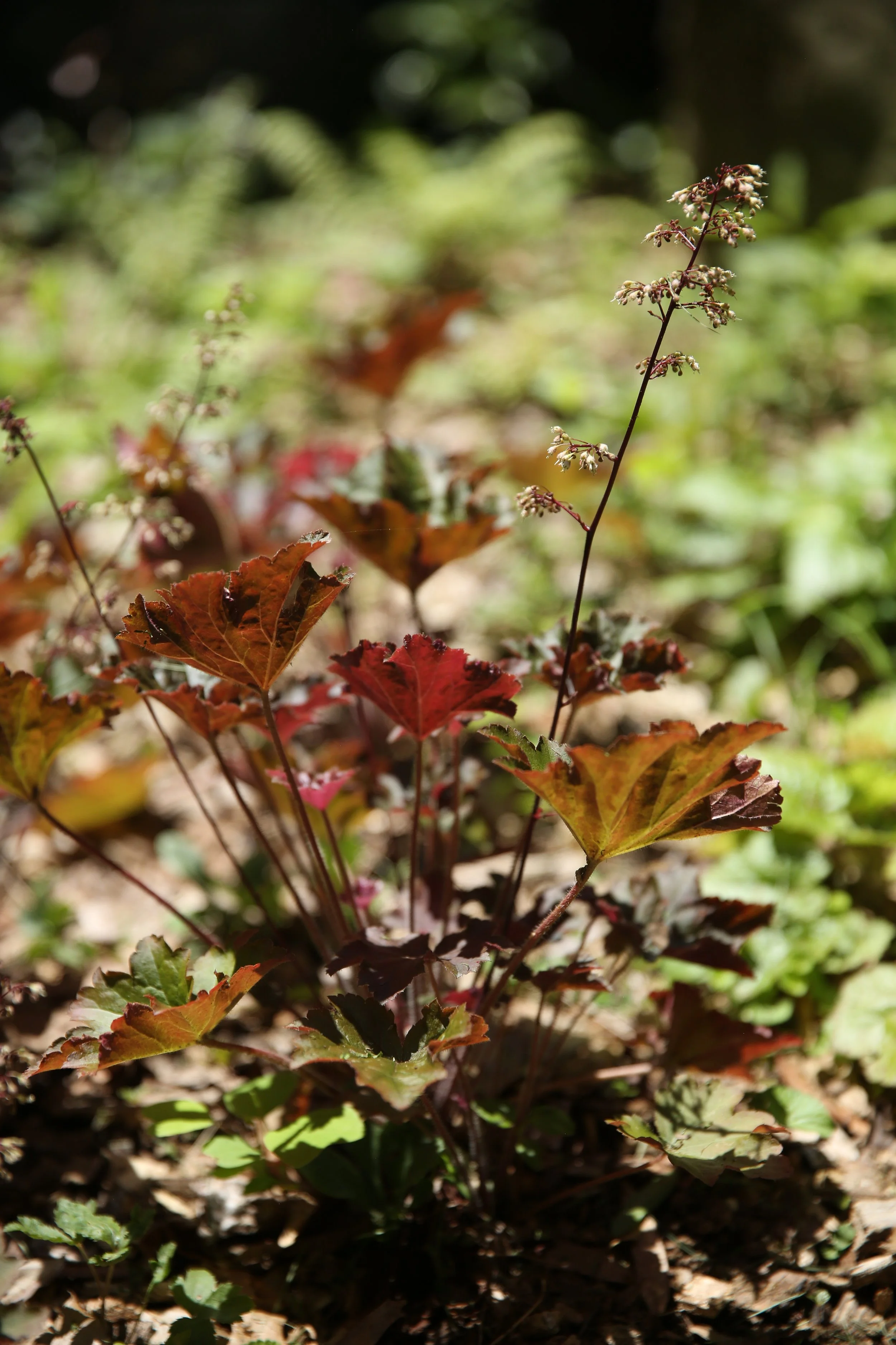 A close-up of a small plant with reddish and green leaves and tiny white flowers, growing among fallen leaves on the ground.
