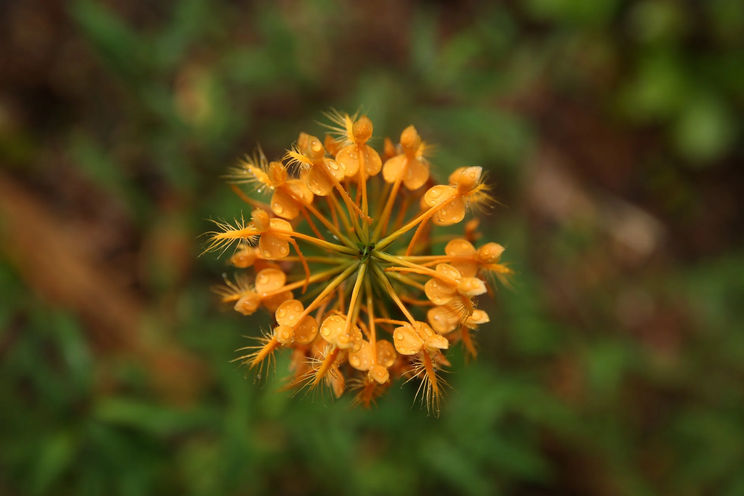 Close-up view of yellow-orange flowers with droplets of water, set against a blurred green background.