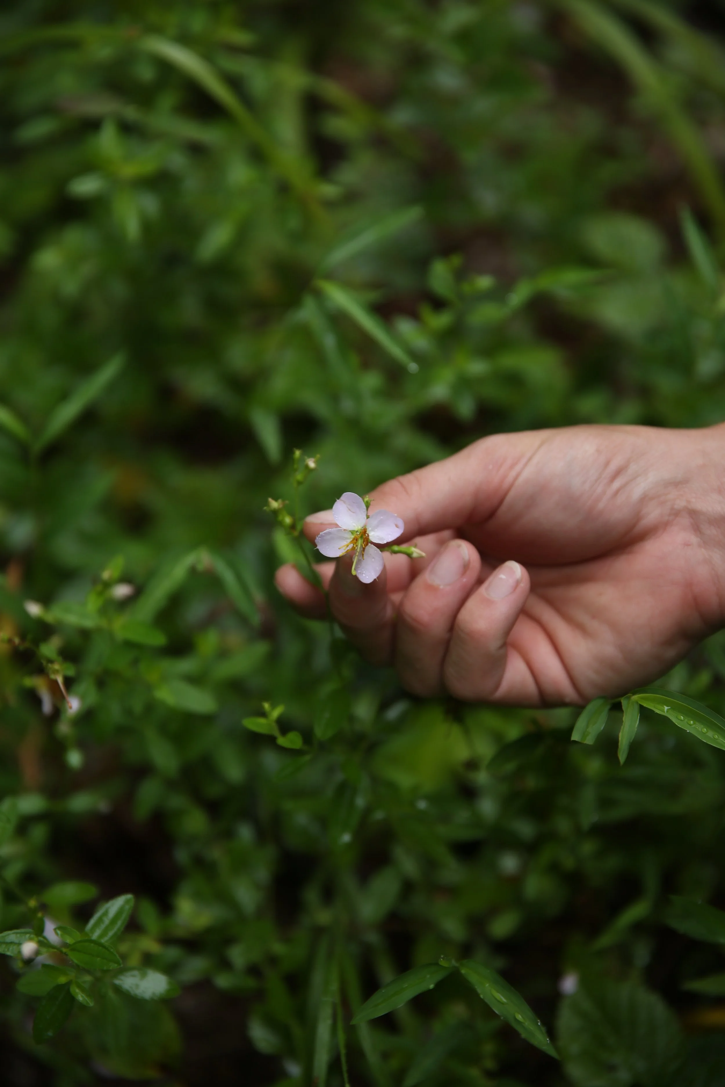 Close-up of a hand holding a small white flower with green leaves in the background.