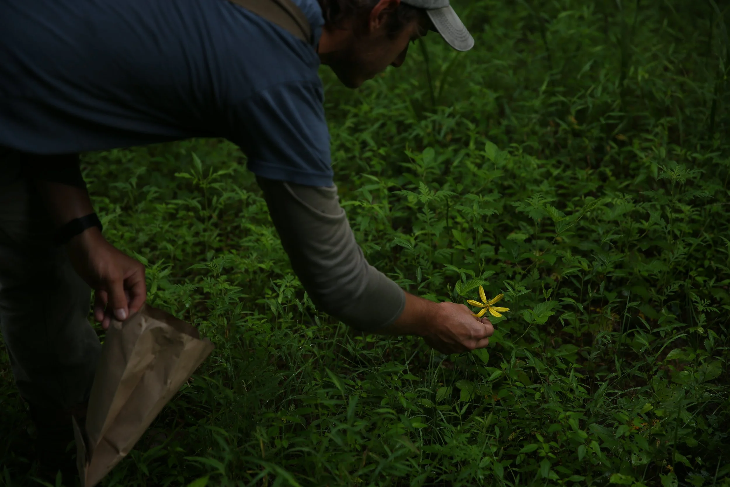 Person harvesting a yellow flower in a green, dense plant-covered area.