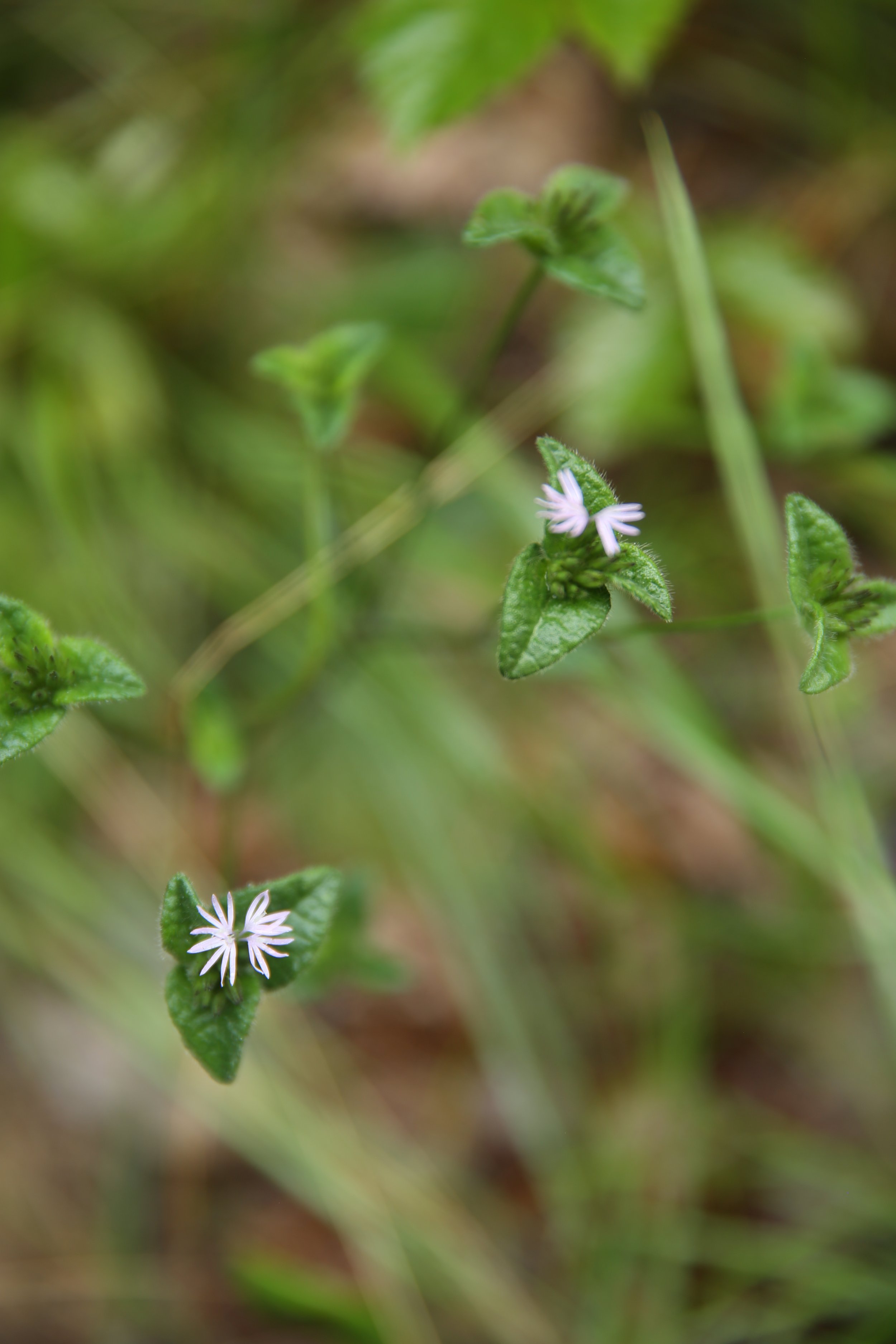 Close-up of small purple and white wildflowers with green leaves in natural setting.