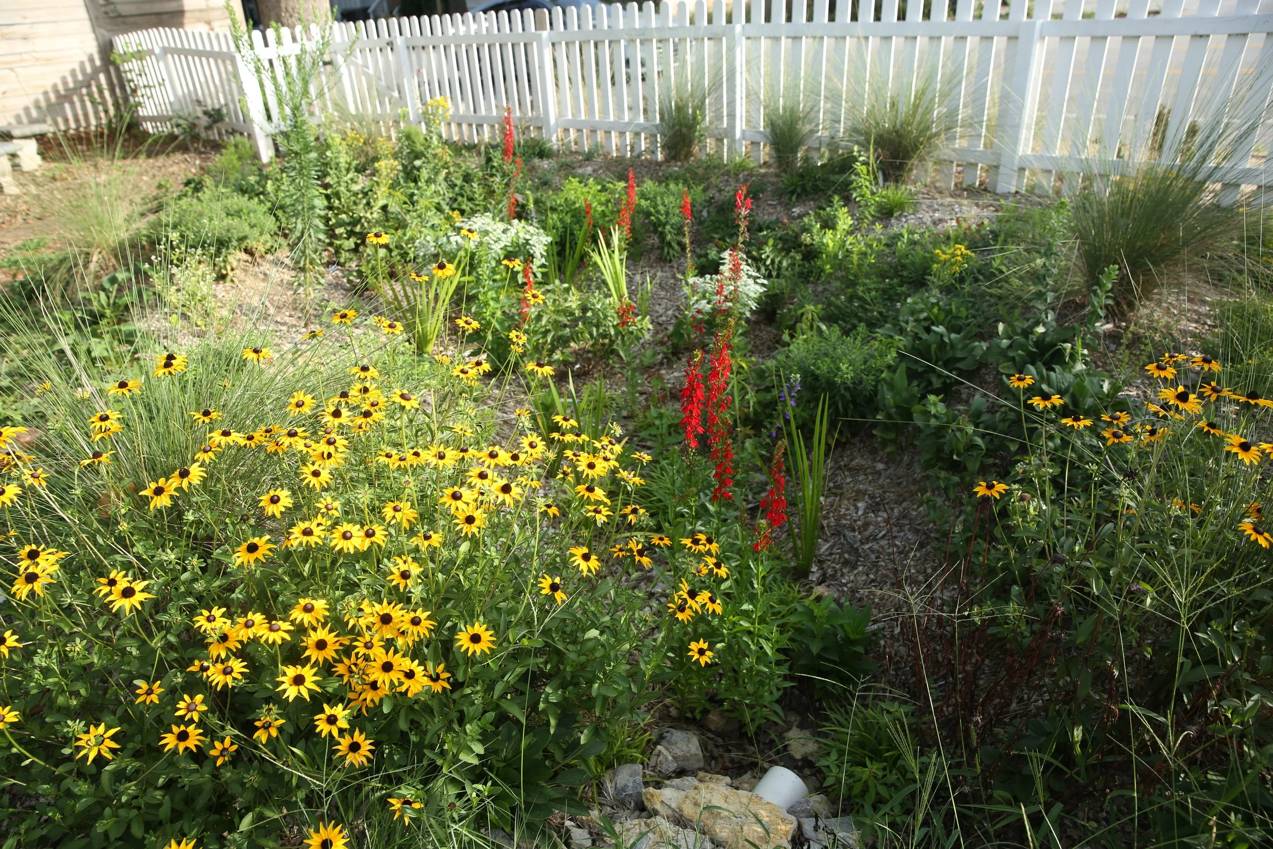 A garden with various flowers and plants, including yellow black-eyed Susan flowers, against a white picket fence in the background.