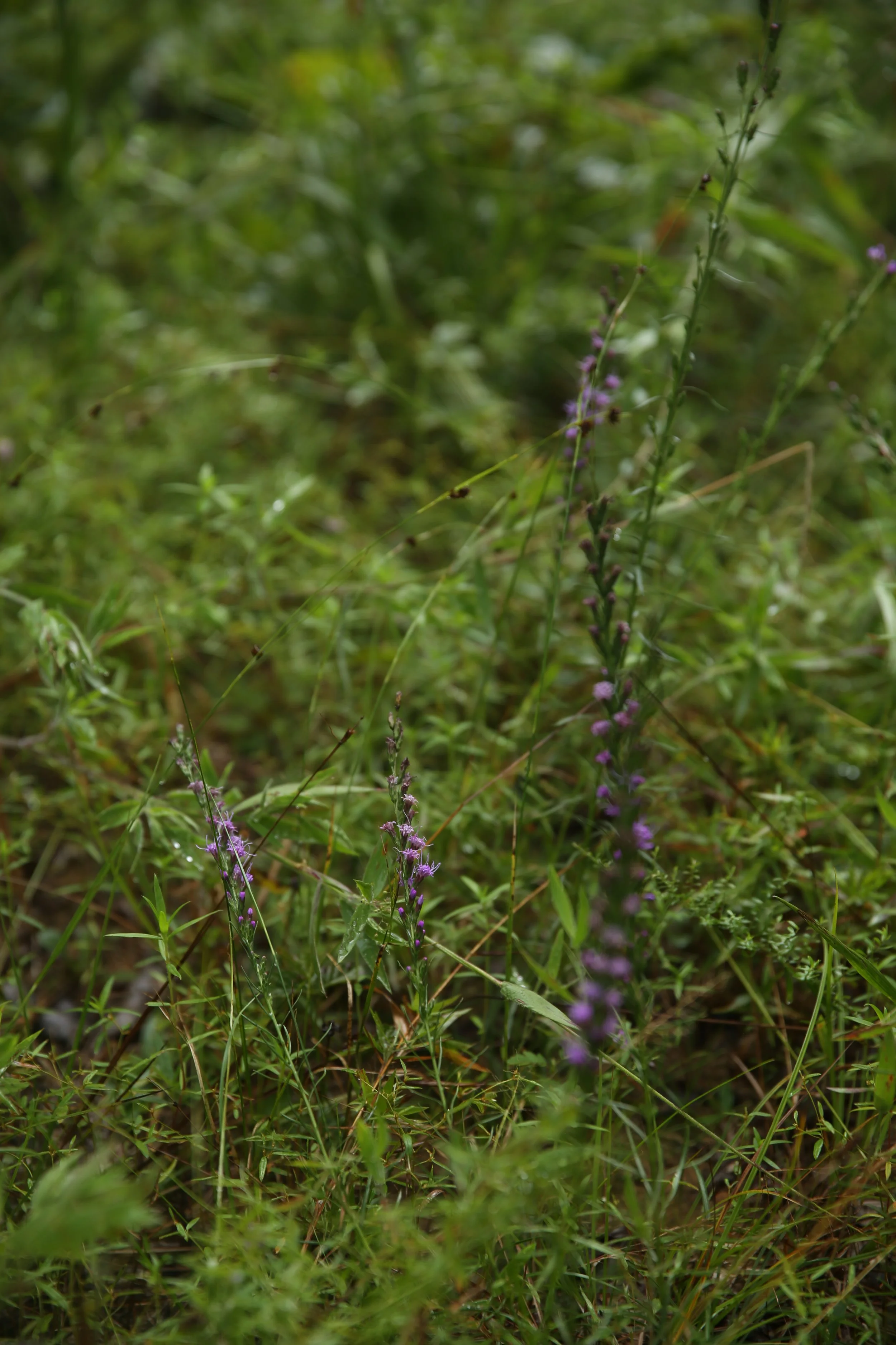 Close-up of green grass with small purple flowers and tiny black insects.
