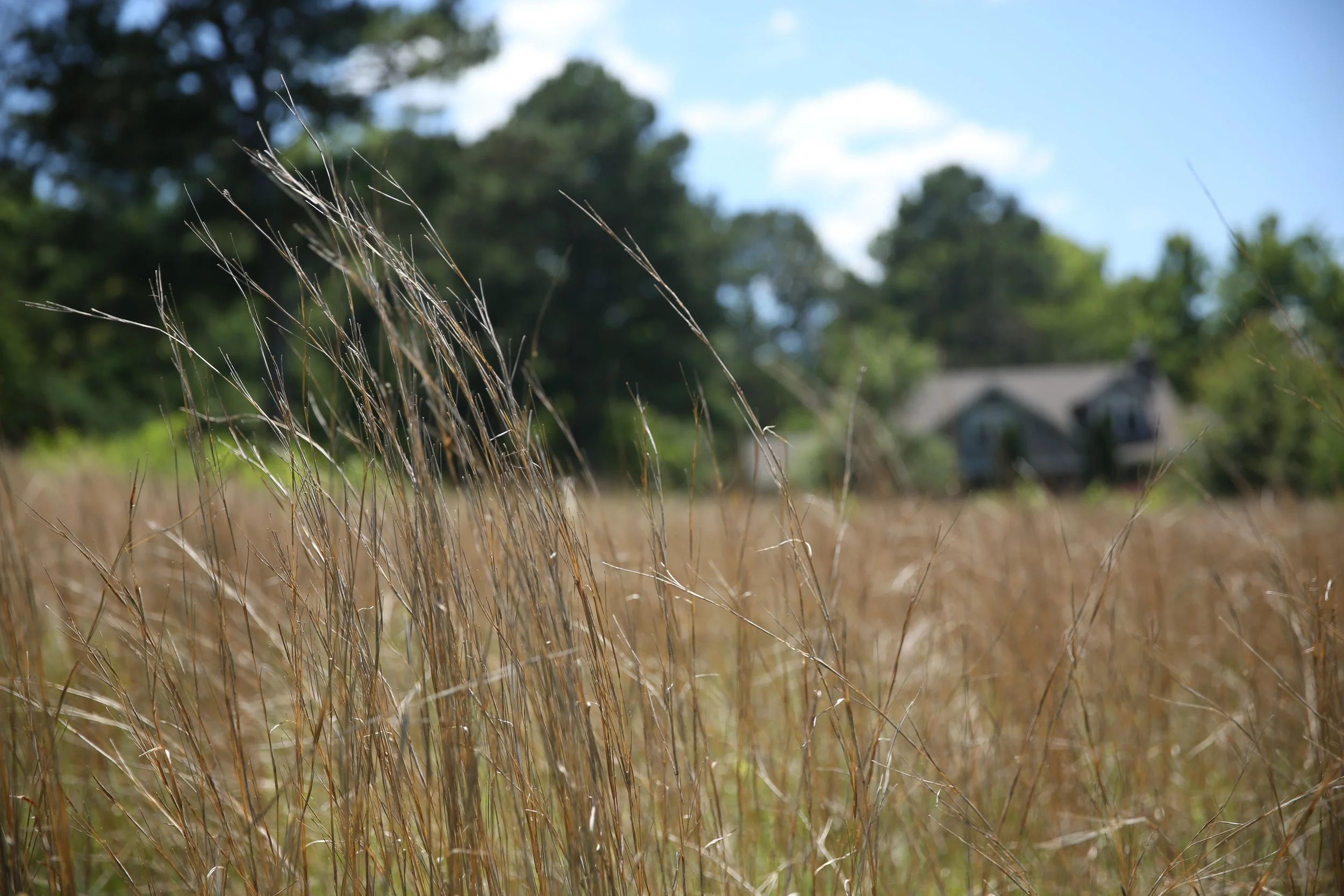 Dry grass in the foreground with tall green trees, a house, and a blue sky with white clouds in the background.