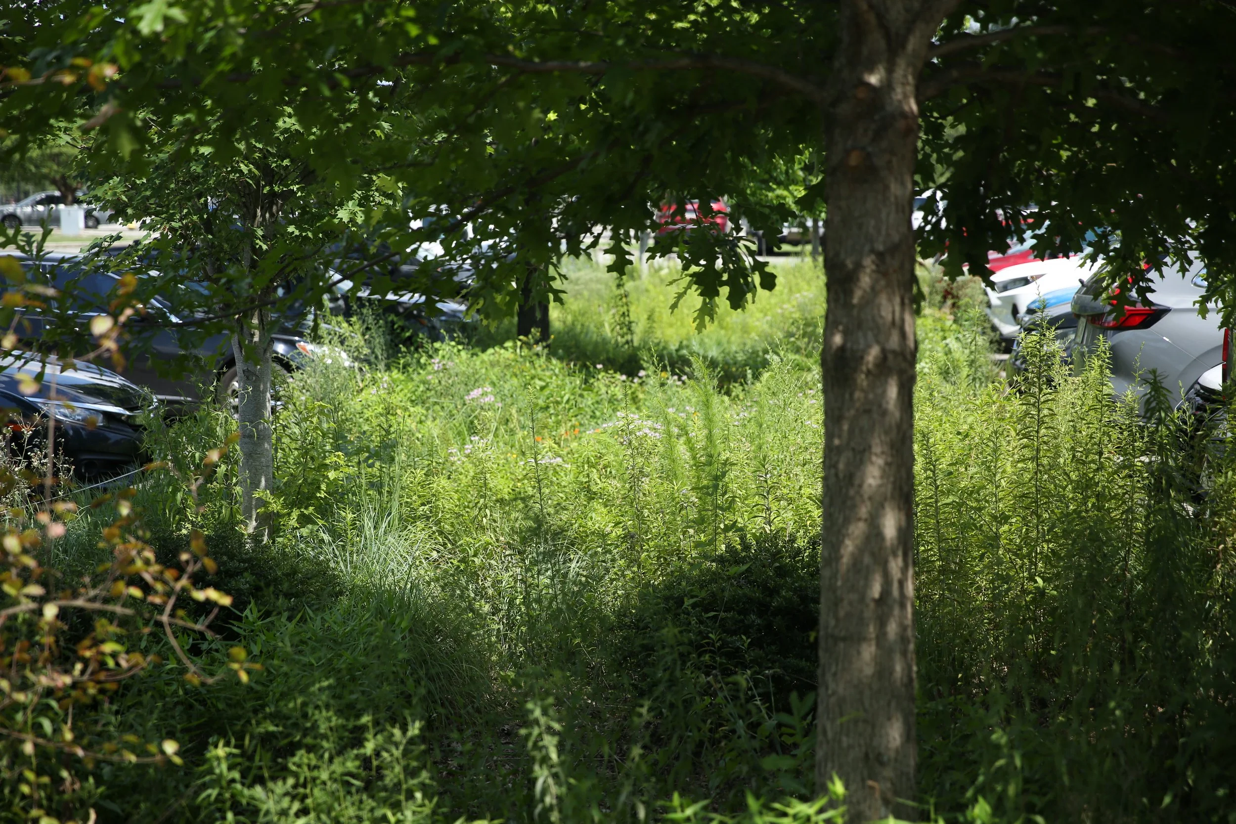 A parking lot with several cars hidden behind a tree and green foliage.