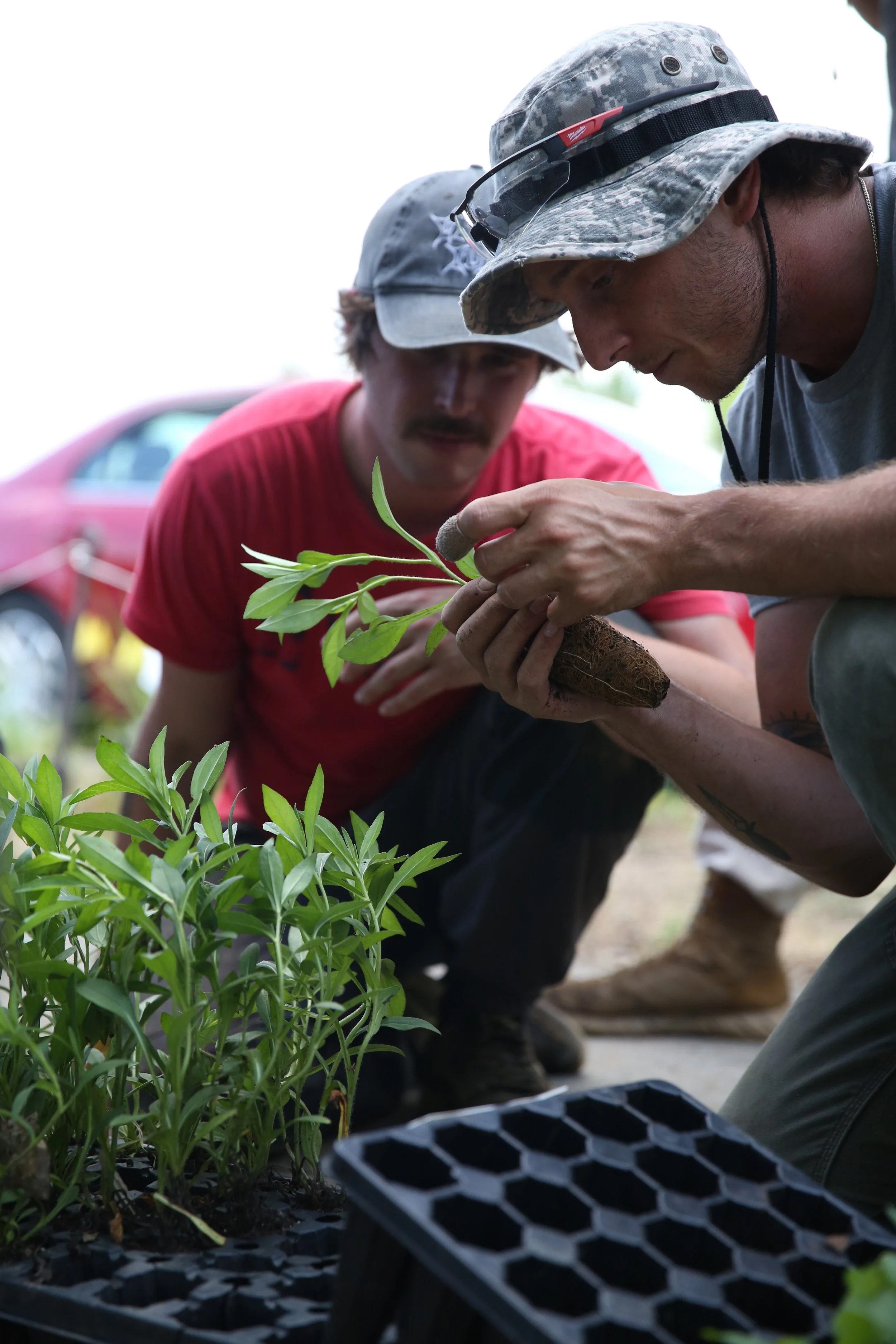 Two men in camouflage hats are planting seedlings in a garden. One man is holding a small plant while the other is planting it into the soil, surrounded by green plants and gardening supplies.