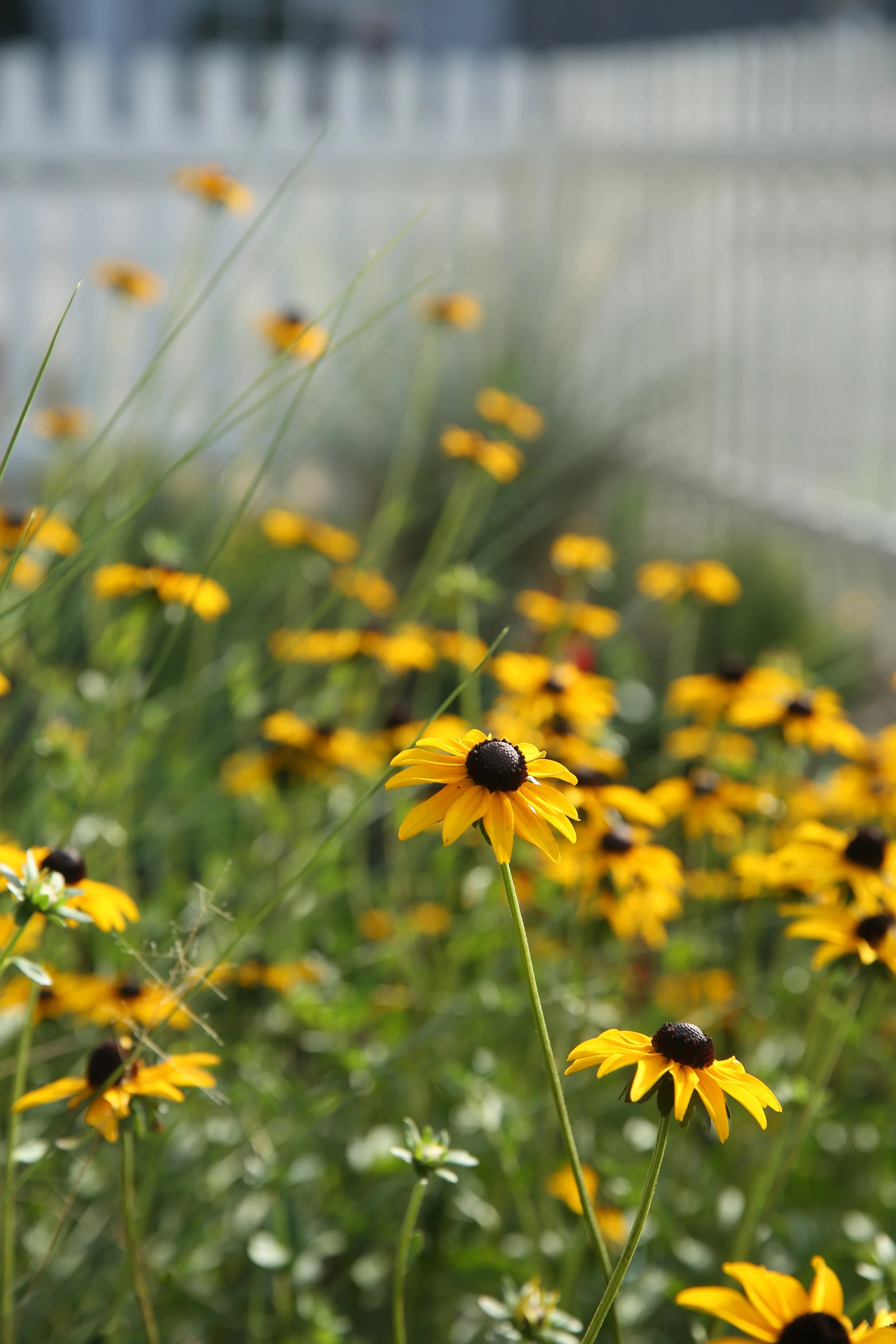 Yellow and black flowers growing outdoors in a garden with blurred background.