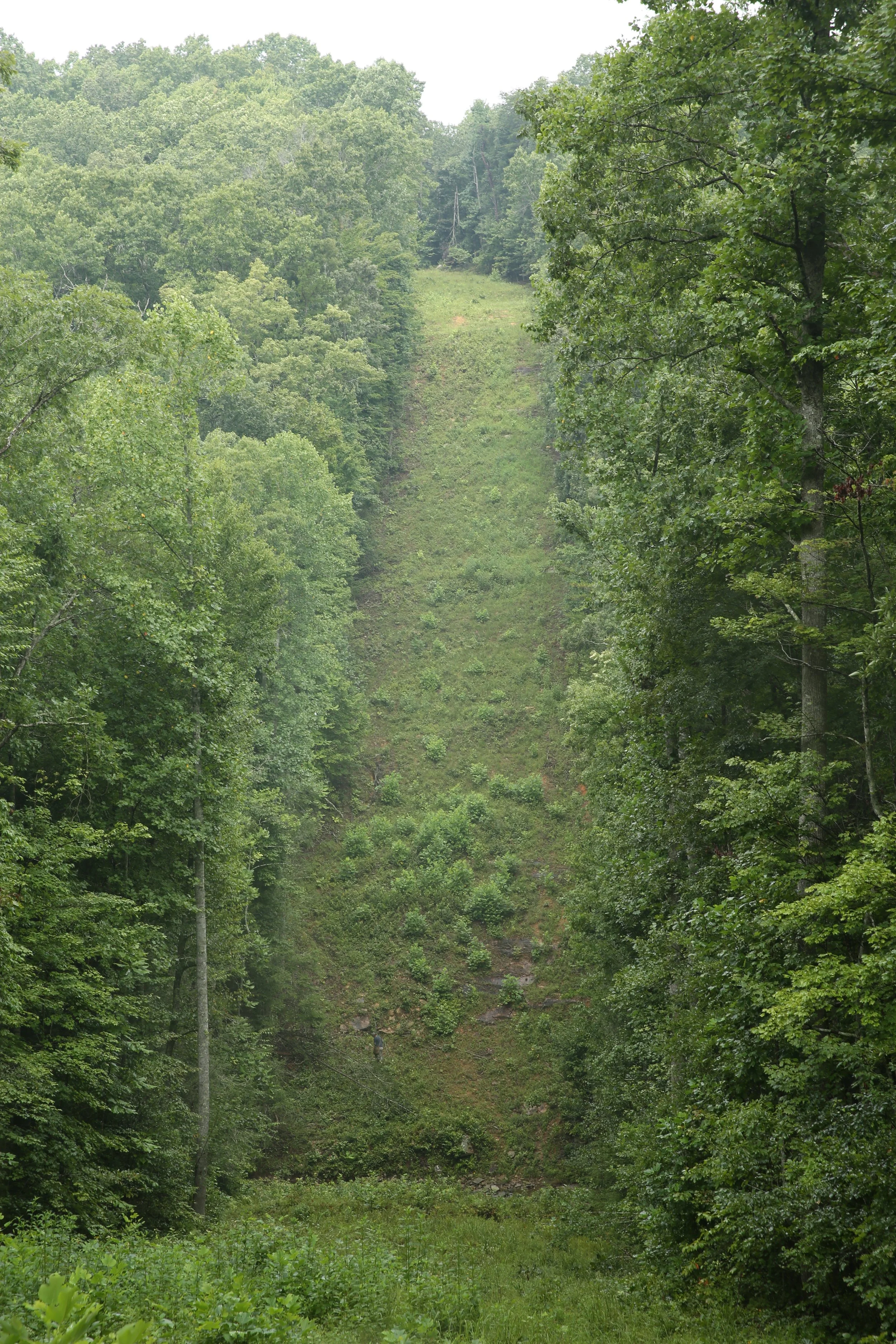 Green forest with a cleared path running through the center, with a person walking along the path, surrounded by tall trees and lush foliage.