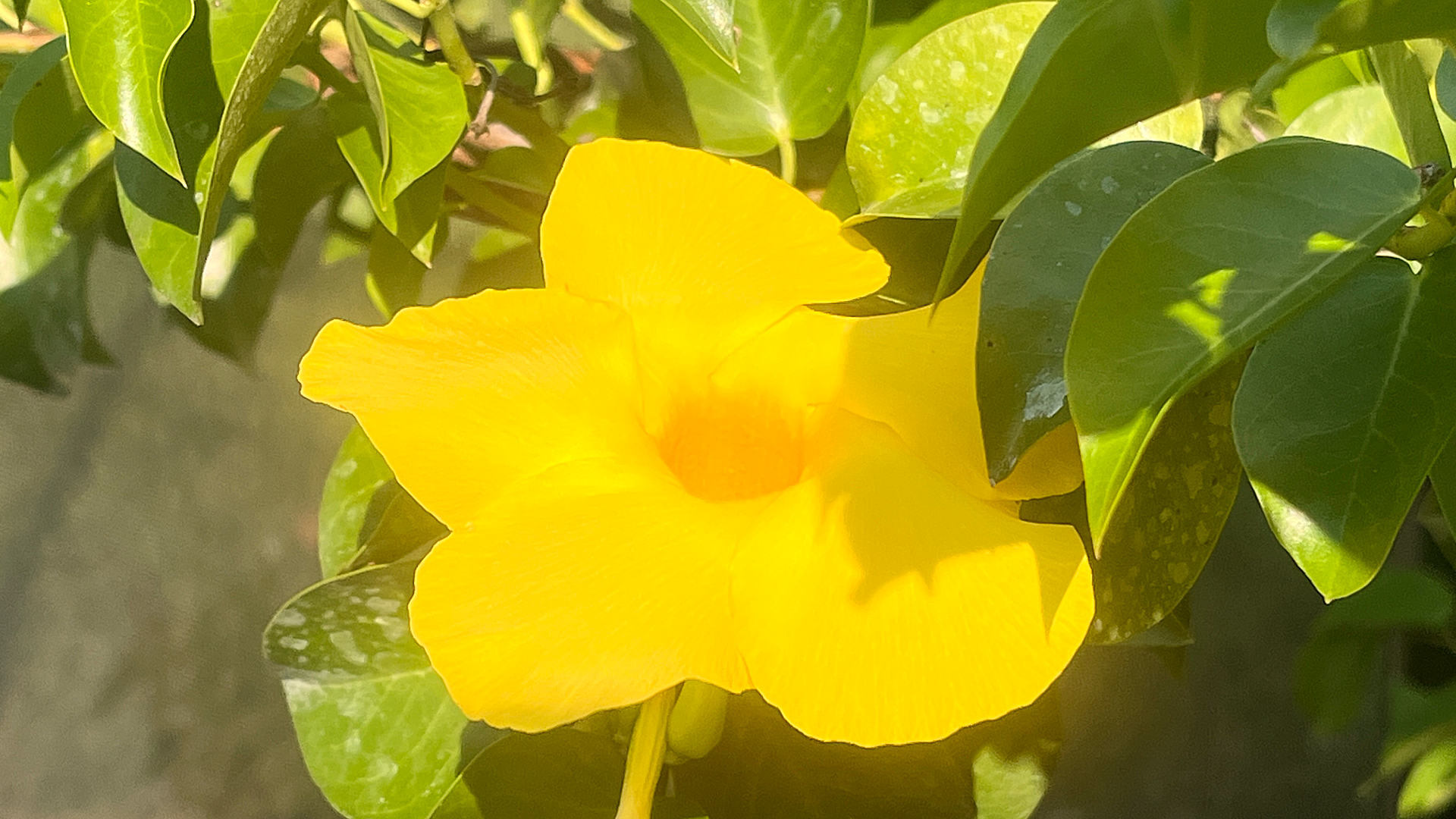 Yellow flower with large petals surrounded by dark green leaves.