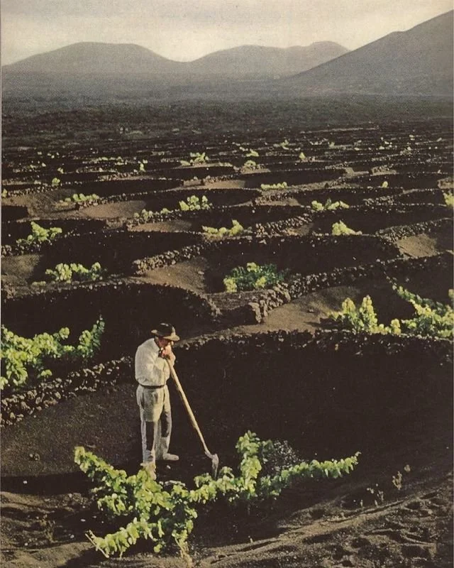 Campesino arando un viñedo en un paisaje agrícola con montañas al fondo