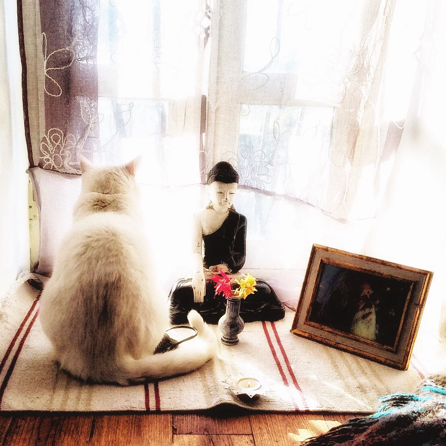 A cat sitting on a beige rug facing a small altar with a mannequin head, candles, framed pictures, and flowers, with sheer curtains in the background.