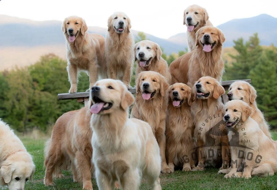 Pancakes + Goldens