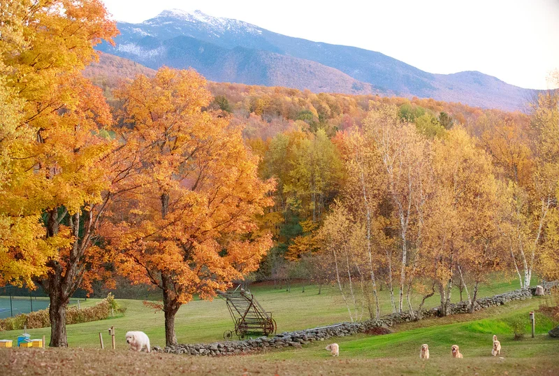 Autumn scene with trees, mountains in the background, and a lush green lawn with grazing animals.