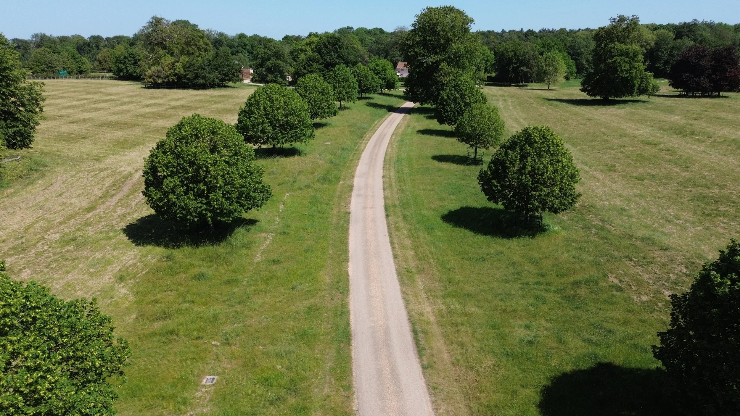 A dirt road runs through a lush green field with evenly spaced trees on either side. In the background, there are more trees and some houses visible beyond the field.