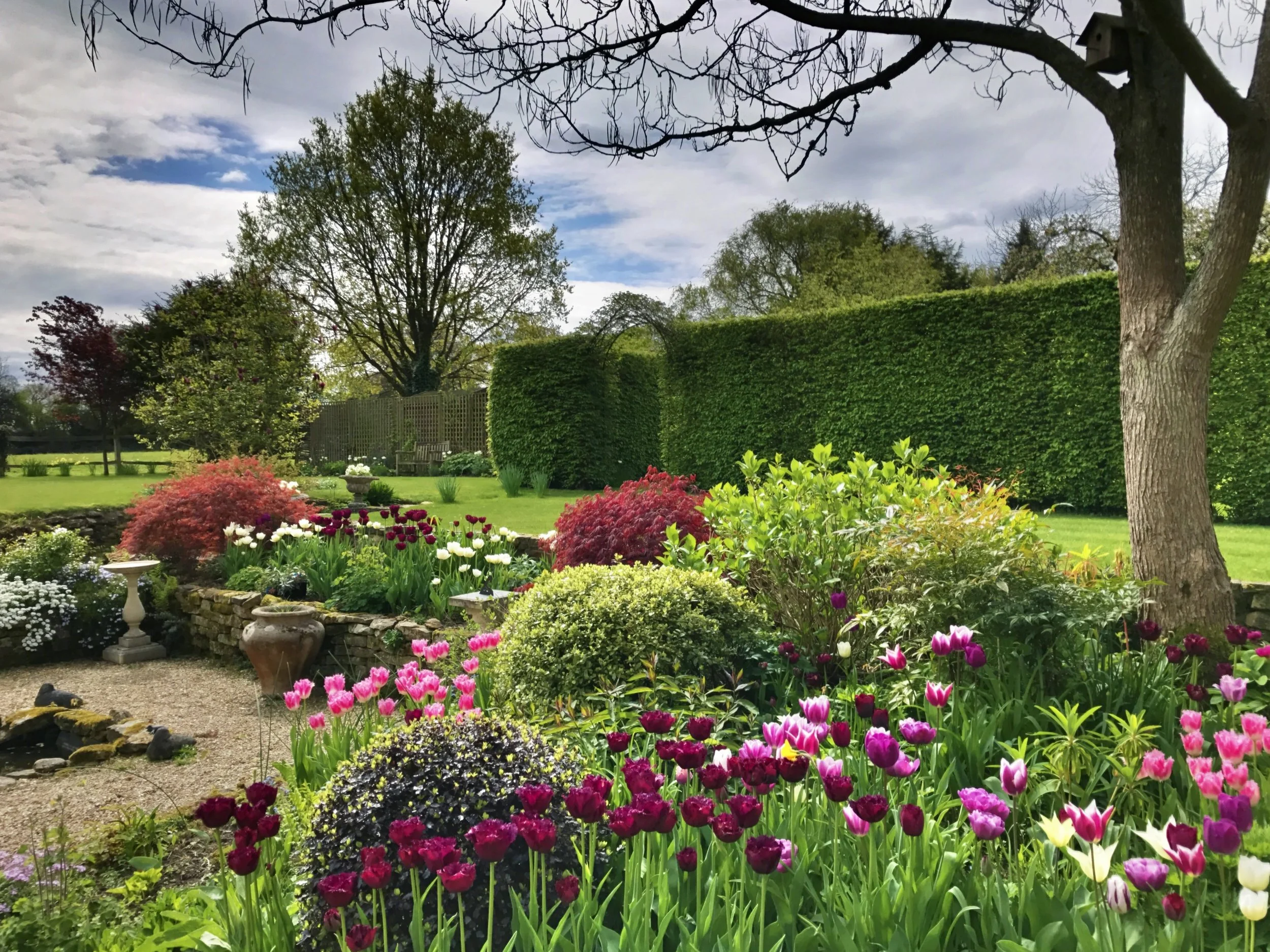 A garden scene with colorful tulips and other flowers in the foreground, a neatly trimmed hedge and a wooden fence in the background, and several mature trees with mostly bare branches against a partly cloudy sky.