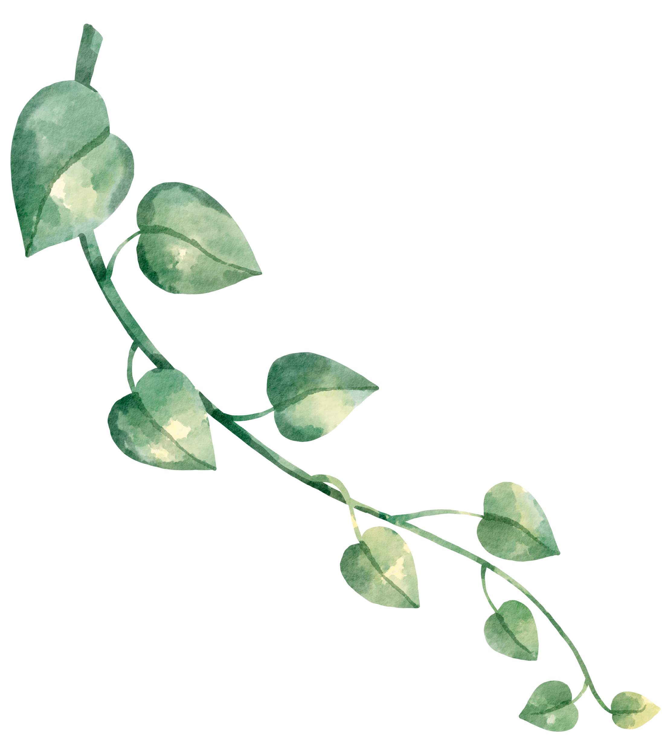 Watercolor illustration of a green leafy plant vine with round leaves, set against a white background.