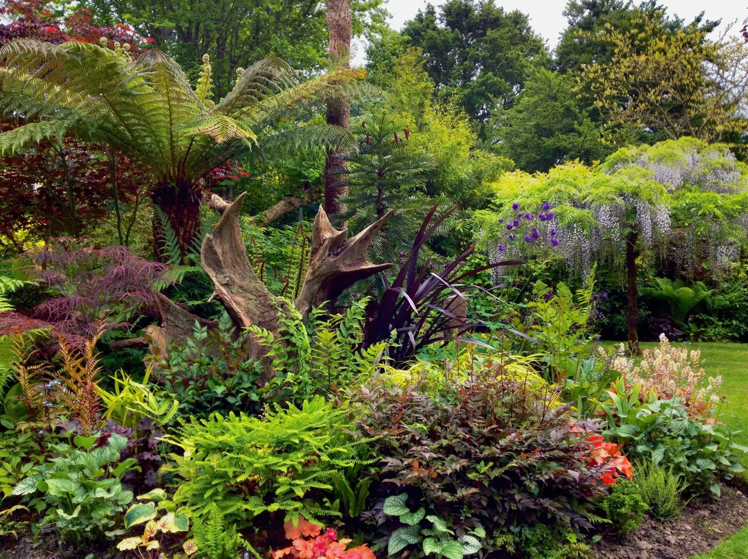 A lush garden filled with various green plants, trees, and flowering bushes, creating a dense, vibrant landscape. Created, planted and designed by JP Gardens, in Tunbridge Wells, Kent.