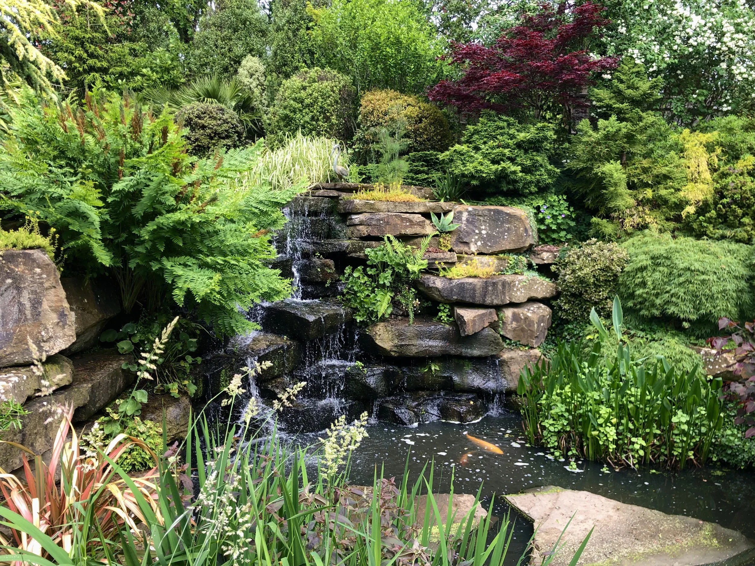 A lush garden with a small waterfall flowing over rocks into a pond, surrounded by various green plants, shrubs, and trees. Created and maintained by JP Gardens, in Tunbridge Wells, Kent.