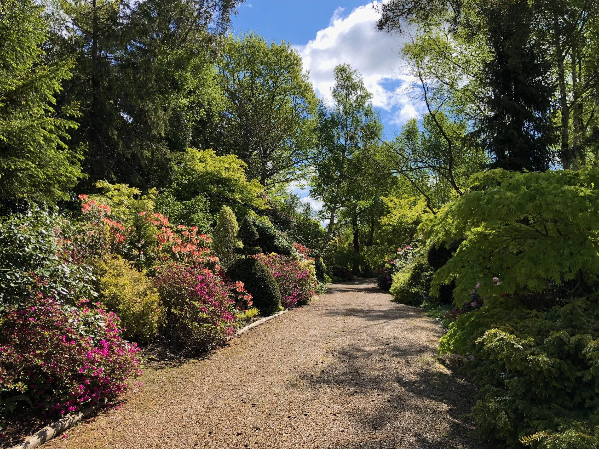 A large driveway with gravel and colourful flowers and green trees alongside. Planted, designed and maintained by JP Gardens, in Tunbridge Wells, Kent. 