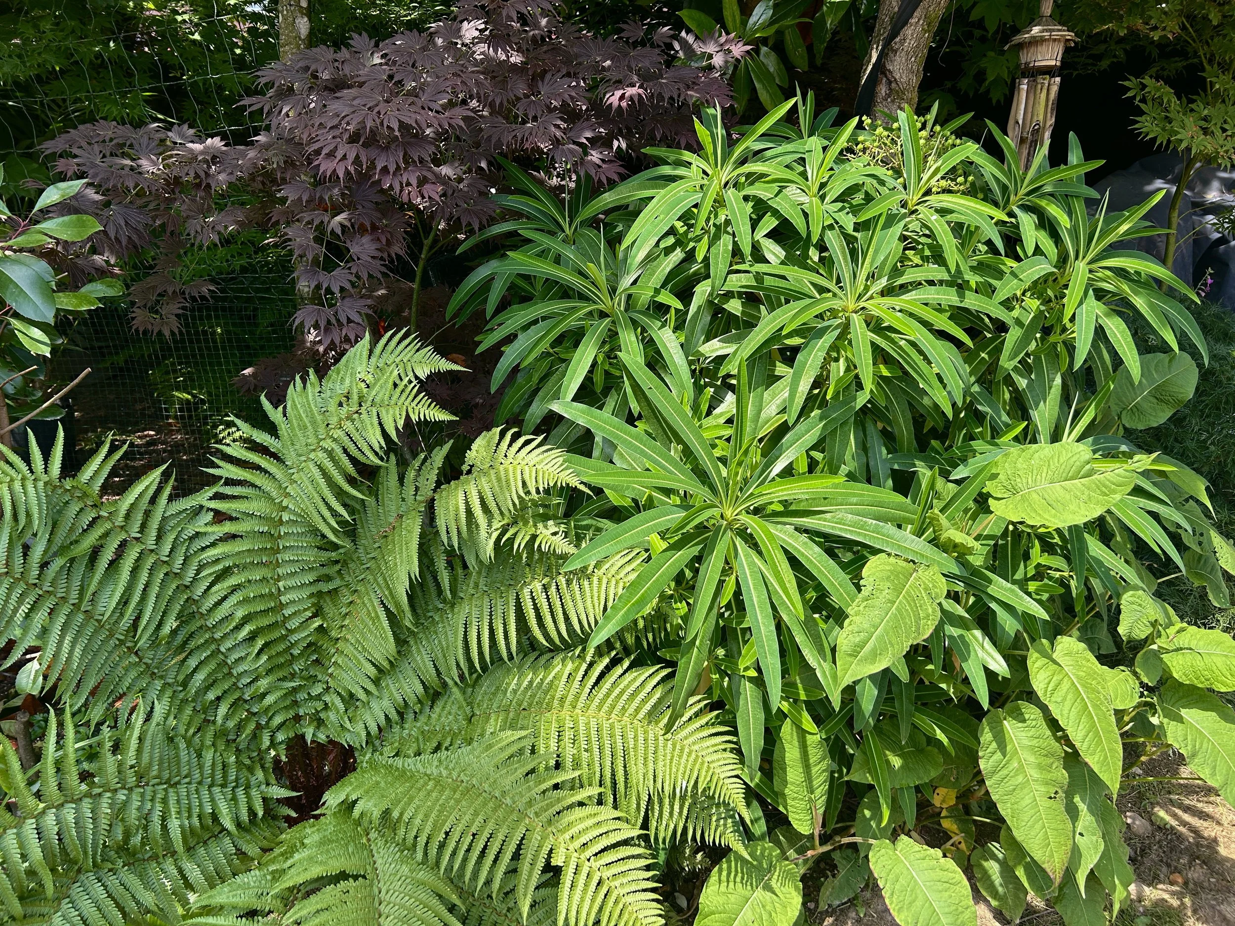 Various lush green and purple leafy plants in a garden setting. Planted and maintained by JP Gardens, Tunbridge Wells, Kent.