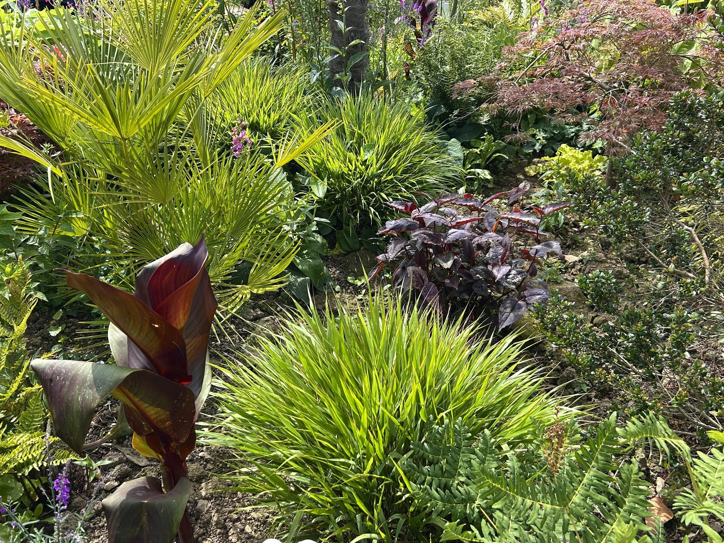 A lush garden with various green and purple plants, including tall grass, broad-leafed plants, and small shrubs.