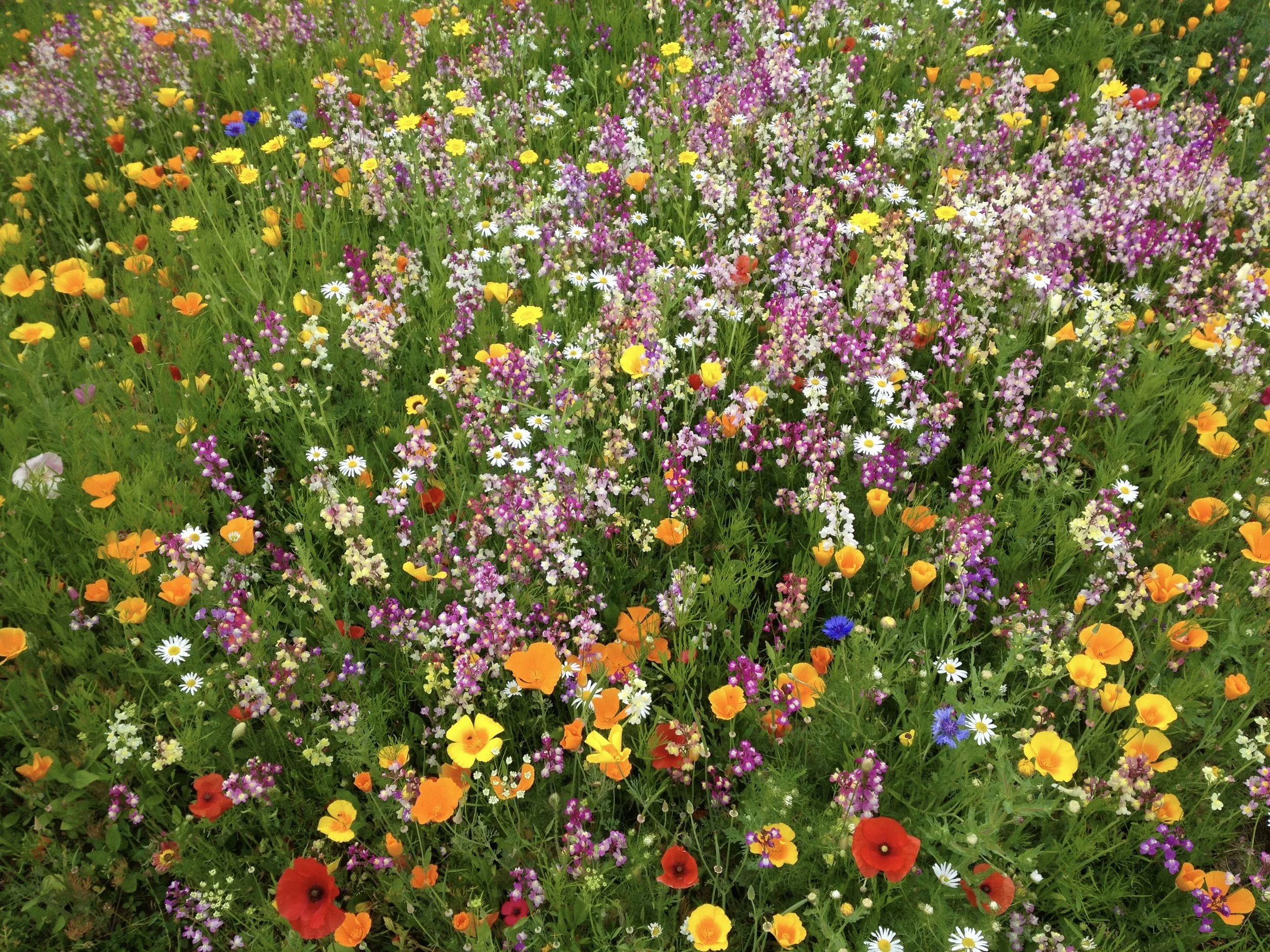 A colorful wildflower meadow with various flowers including daisies, poppies, and other small blossoms in shades of yellow, orange, purple, pink, white, and blue. The work of JP Gardens, in Tunbridge Wells, Kent. 