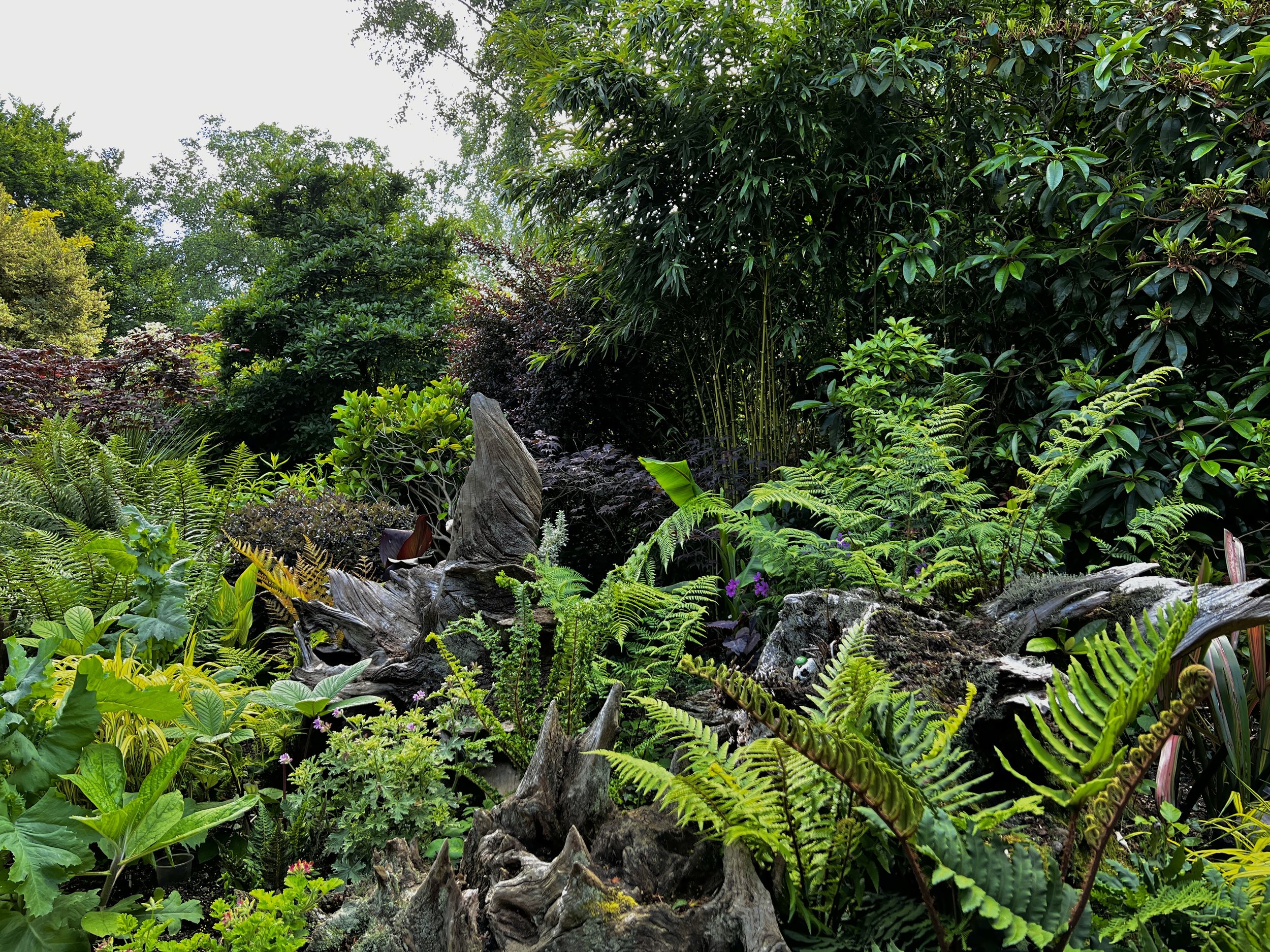 A lush, green garden with various plants, trees, and ferns, including a large piece of weathered driftwood in the foreground. Designed, landscaped and planted by JP Gardens, in Tunbridge Wells, Kent. 