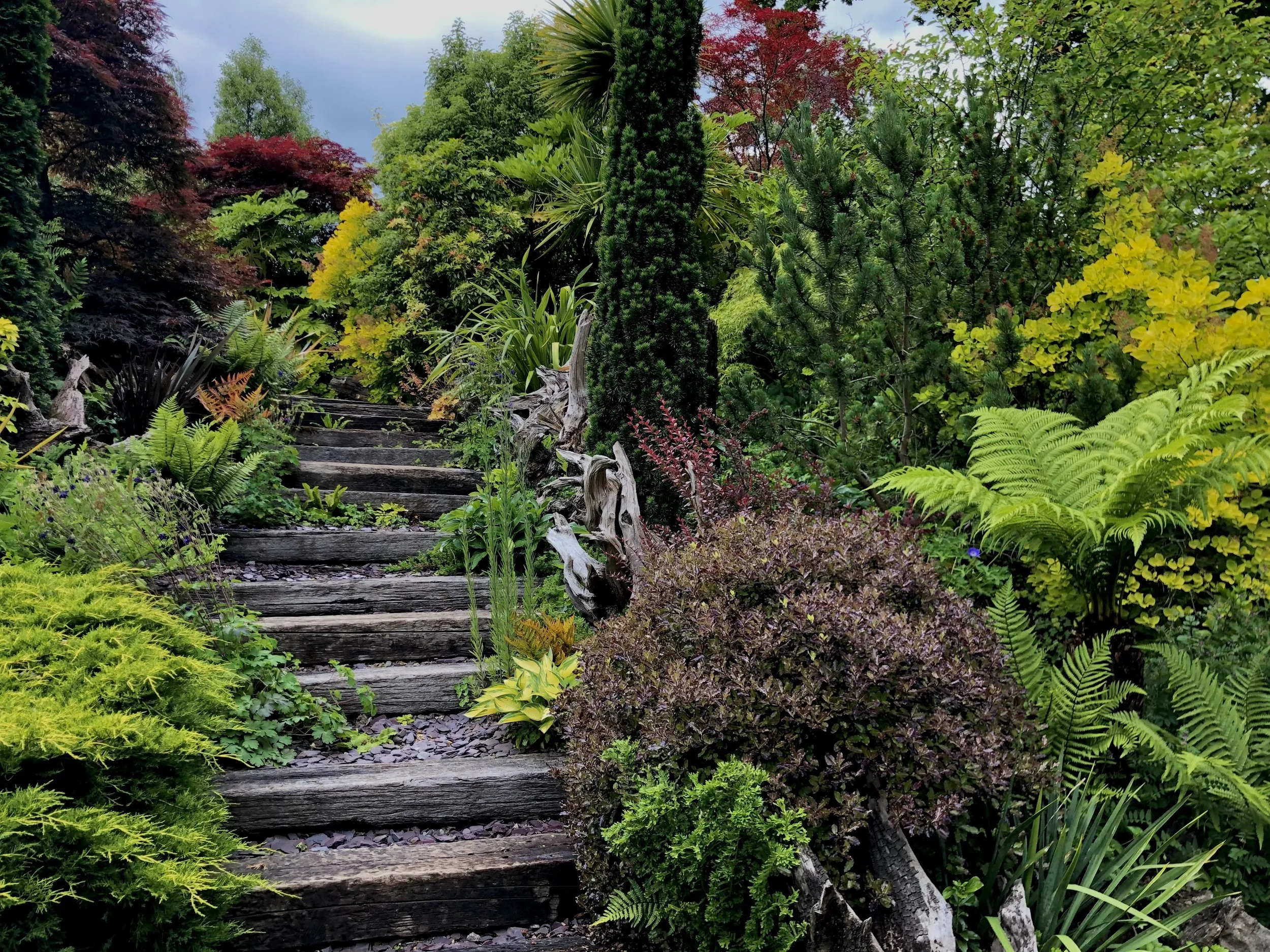 A lush garden with wooden steps leading up through dense green, red and purple botanicals with various trees and plants. Garden created by JP Gardens, in Tunbridge Wells, Kent. 