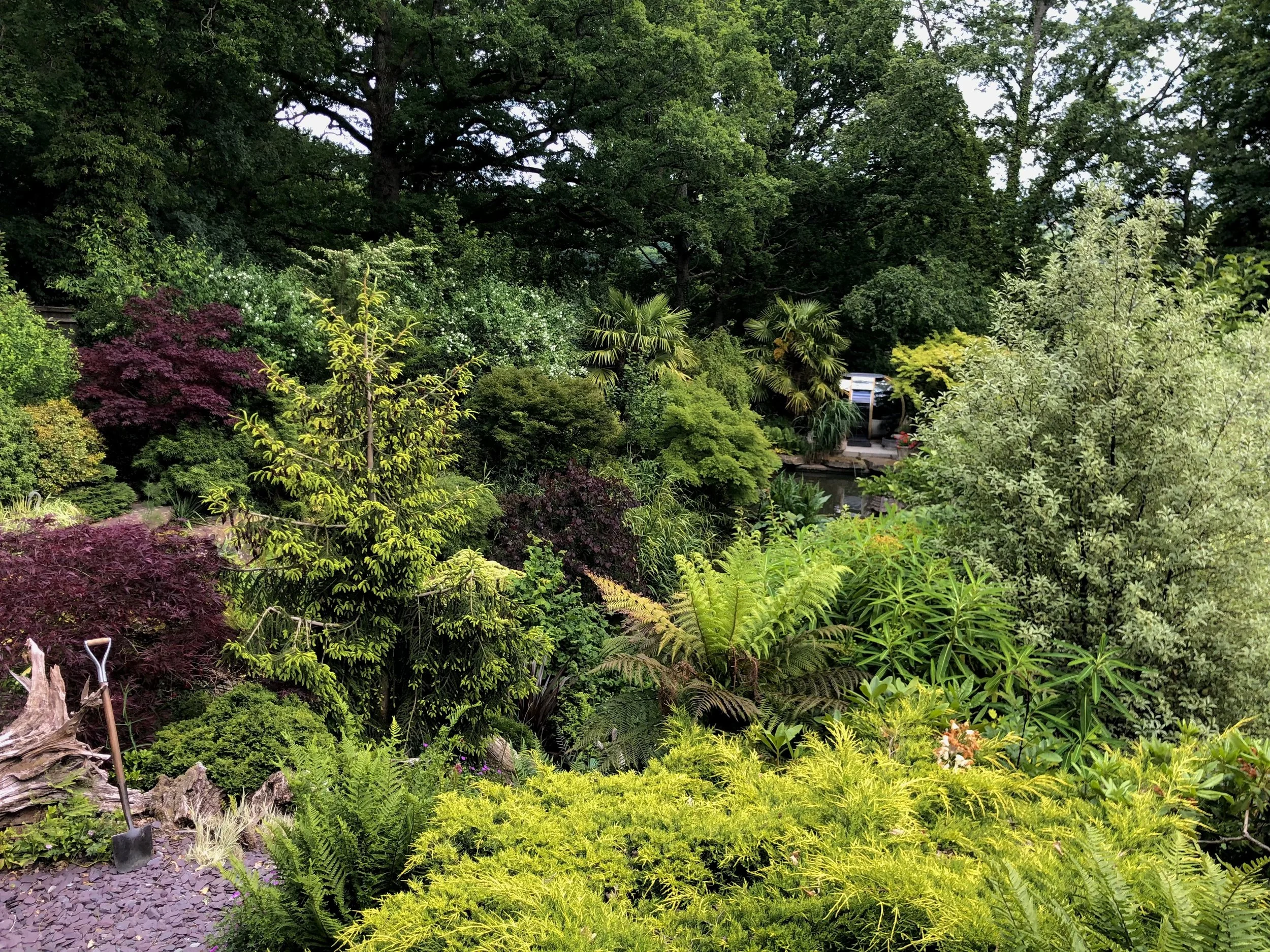 A lush garden with various green and purple plants, small trees, and shrubs, with darker trees in the background and a small pond on the right side.