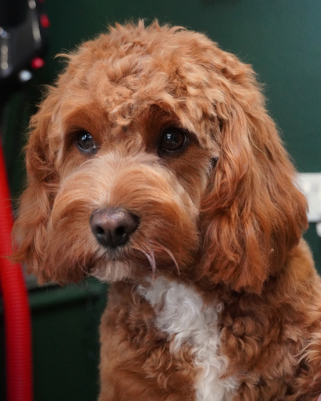 Dog freshly washed at groomers