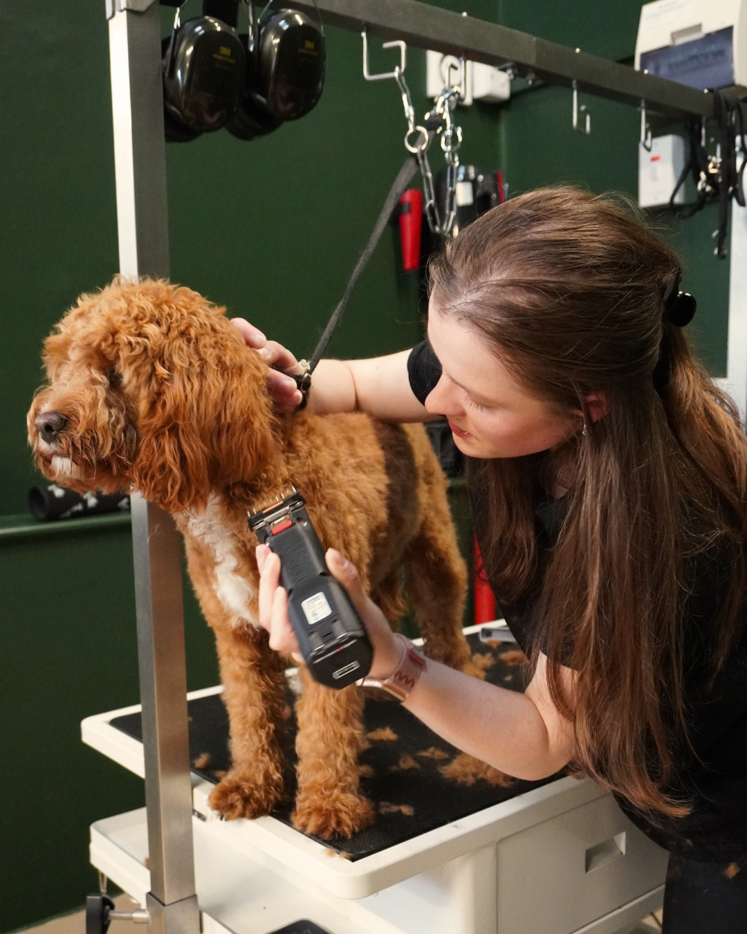 Dog being groomed