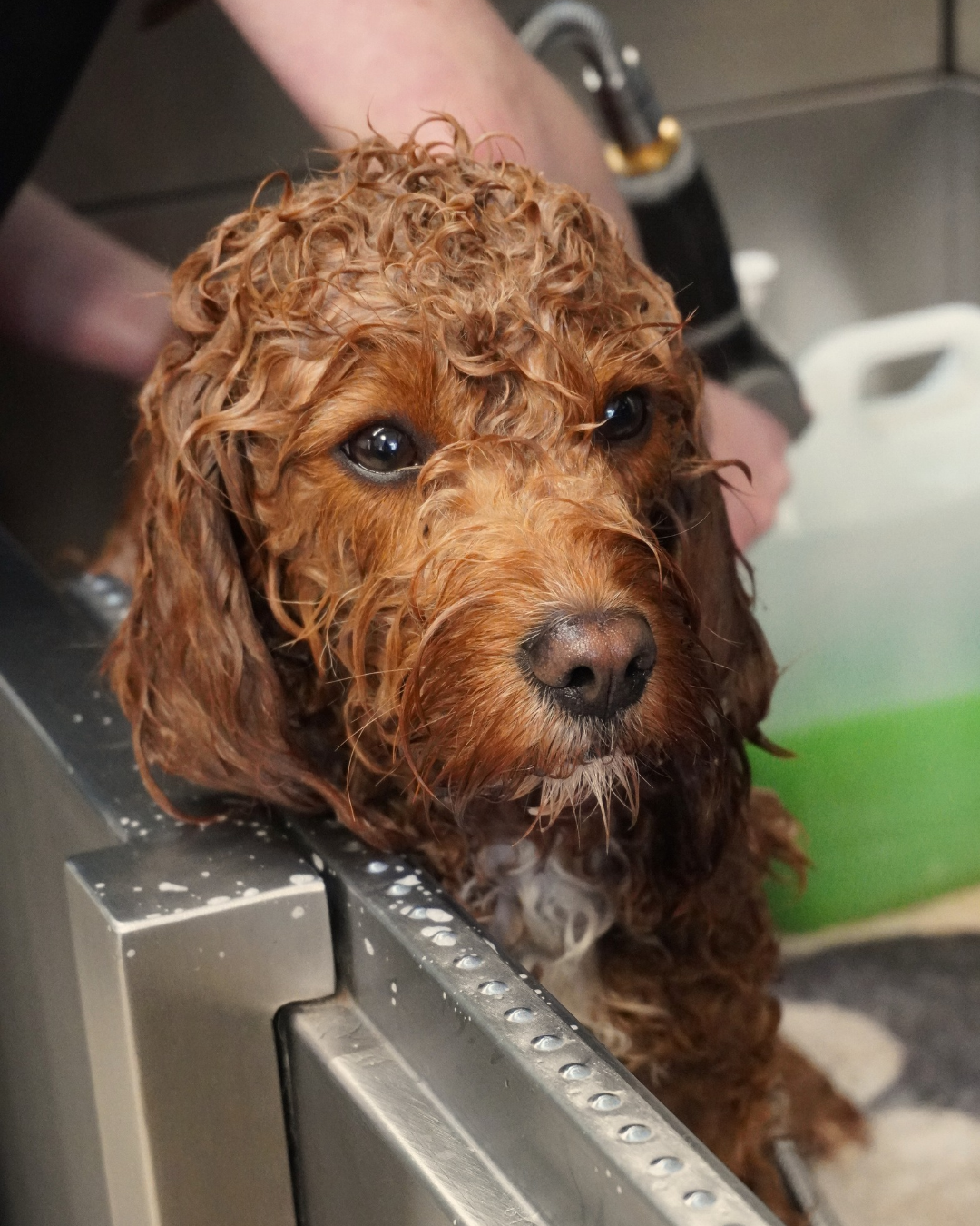 Dog being washed at groomers